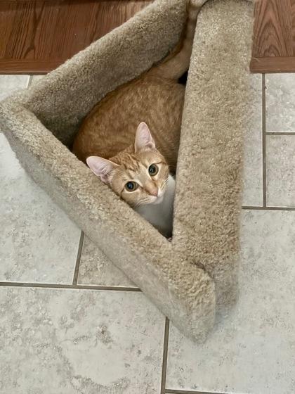 Enlarge GRACIE FOSTER, a Adoptable Domestic Short Hair in Houston, TX image 2/5