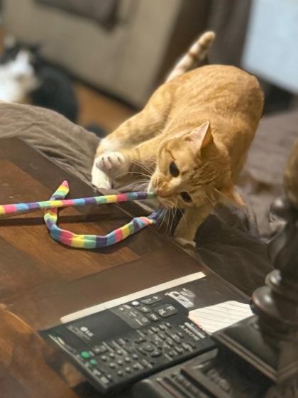 GRACIE FOSTER, a Adoptable Domestic Short Hair in Houston, TX image 3/3