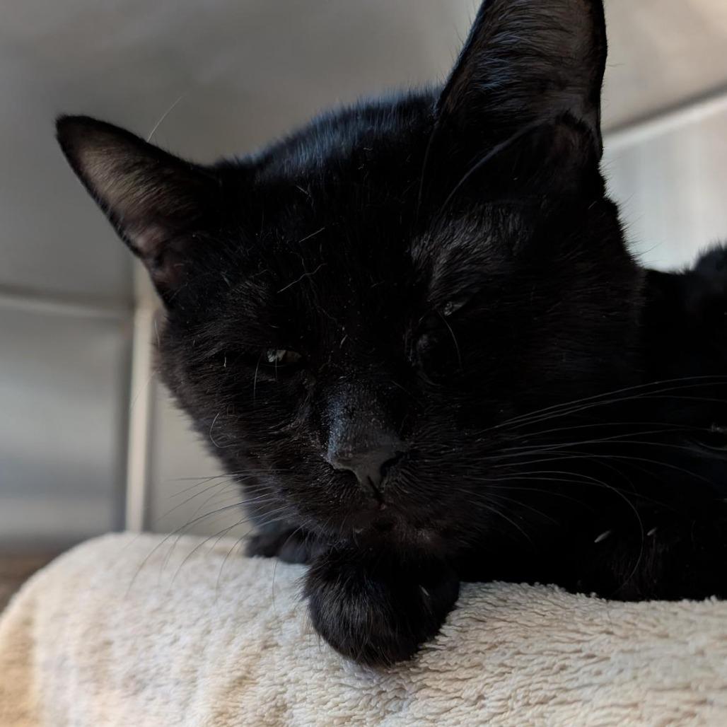 Joseph, Adoptable, Young Male Domestic Short Hair.