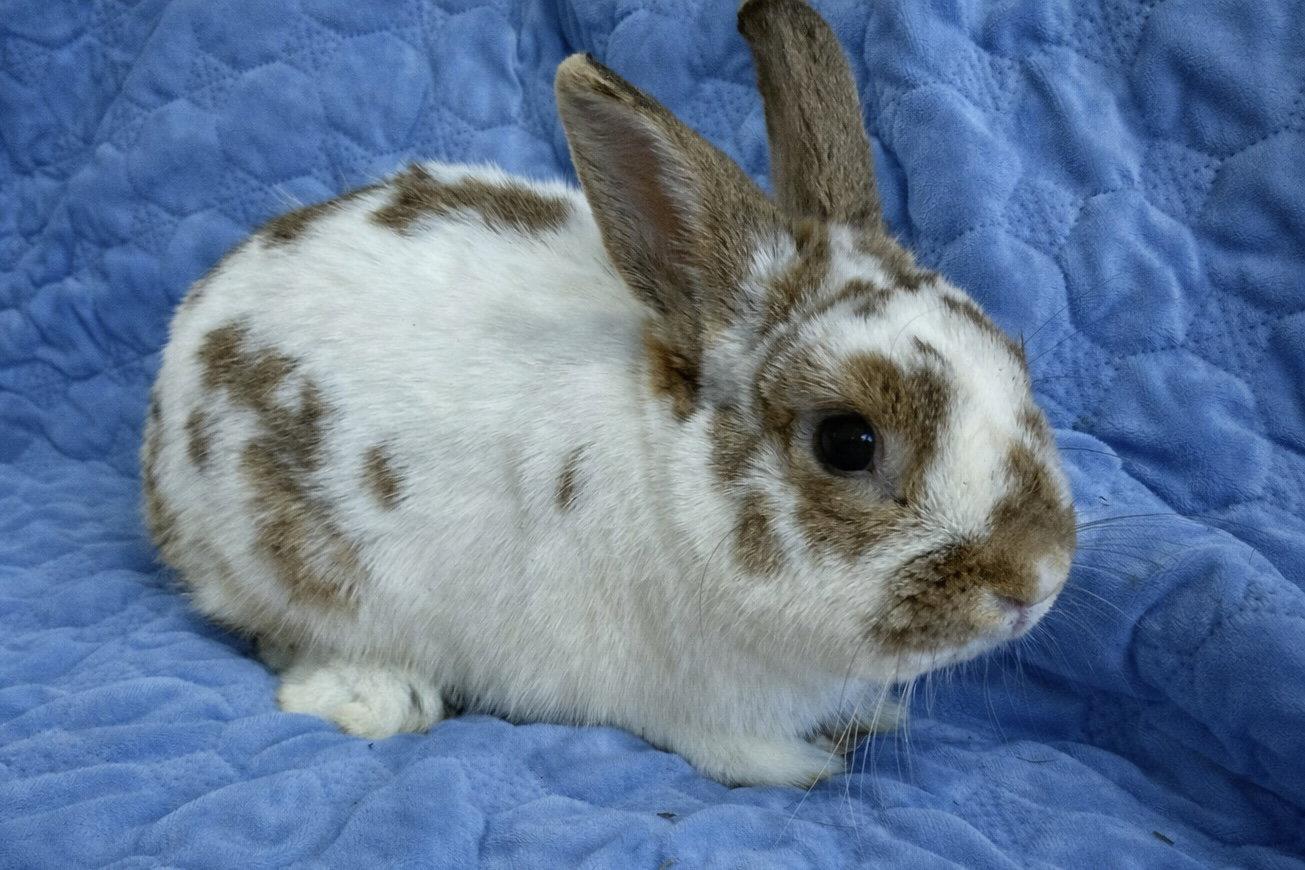 Enlarge Branch, a Adopted Bunny Rabbit in Marshfield, WI image 1/1
