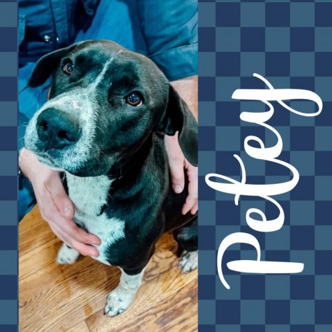 Petey, an adoptable Hound, Mixed Breed in Hackett, AR, 72937 | Photo Image 2