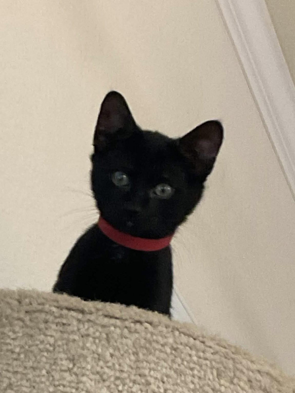 Winnie the Pooh, a Adoptable Domestic Short Hair in Fort Worth, TX image 2/3