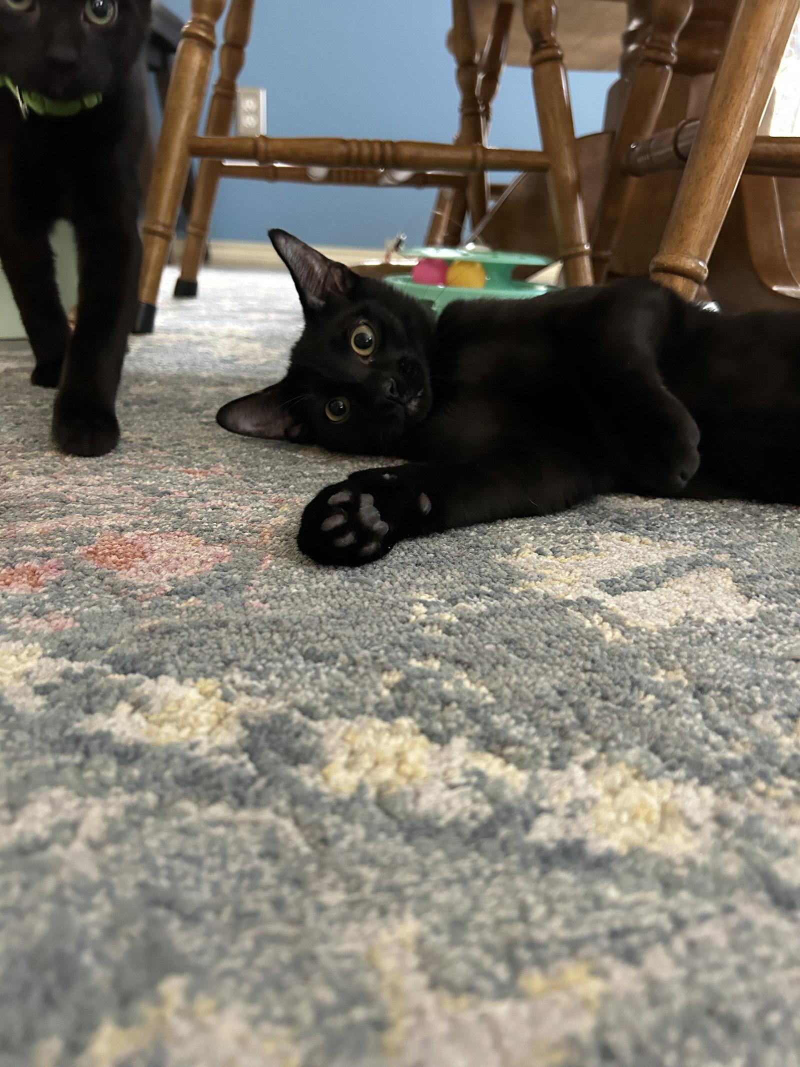 Winnie the Pooh, Adoptable, Kitten Male Domestic Short Hair.