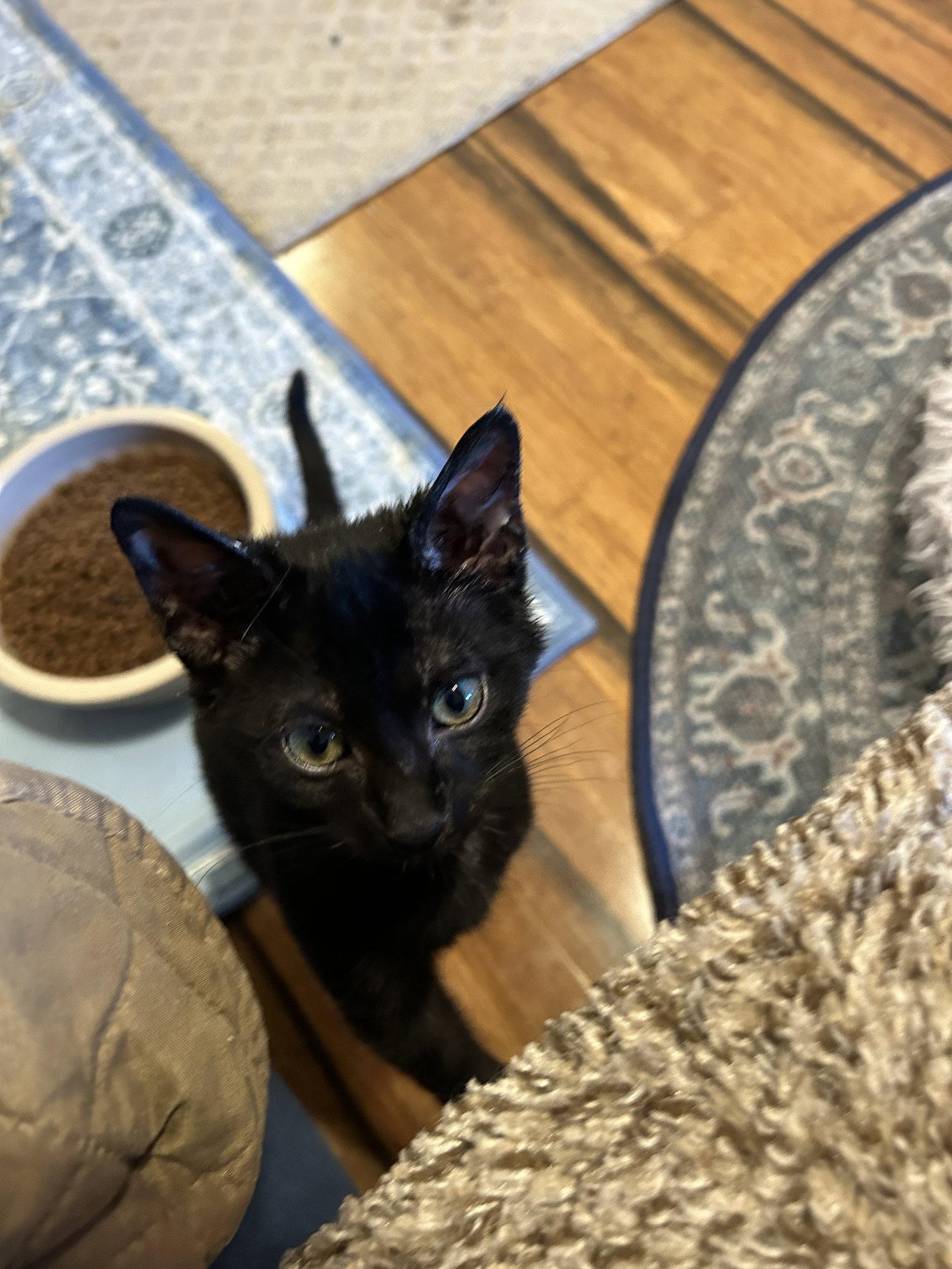 Winnie the Pooh, a Adoptable Domestic Short Hair in Fort Worth, TX image 3/3