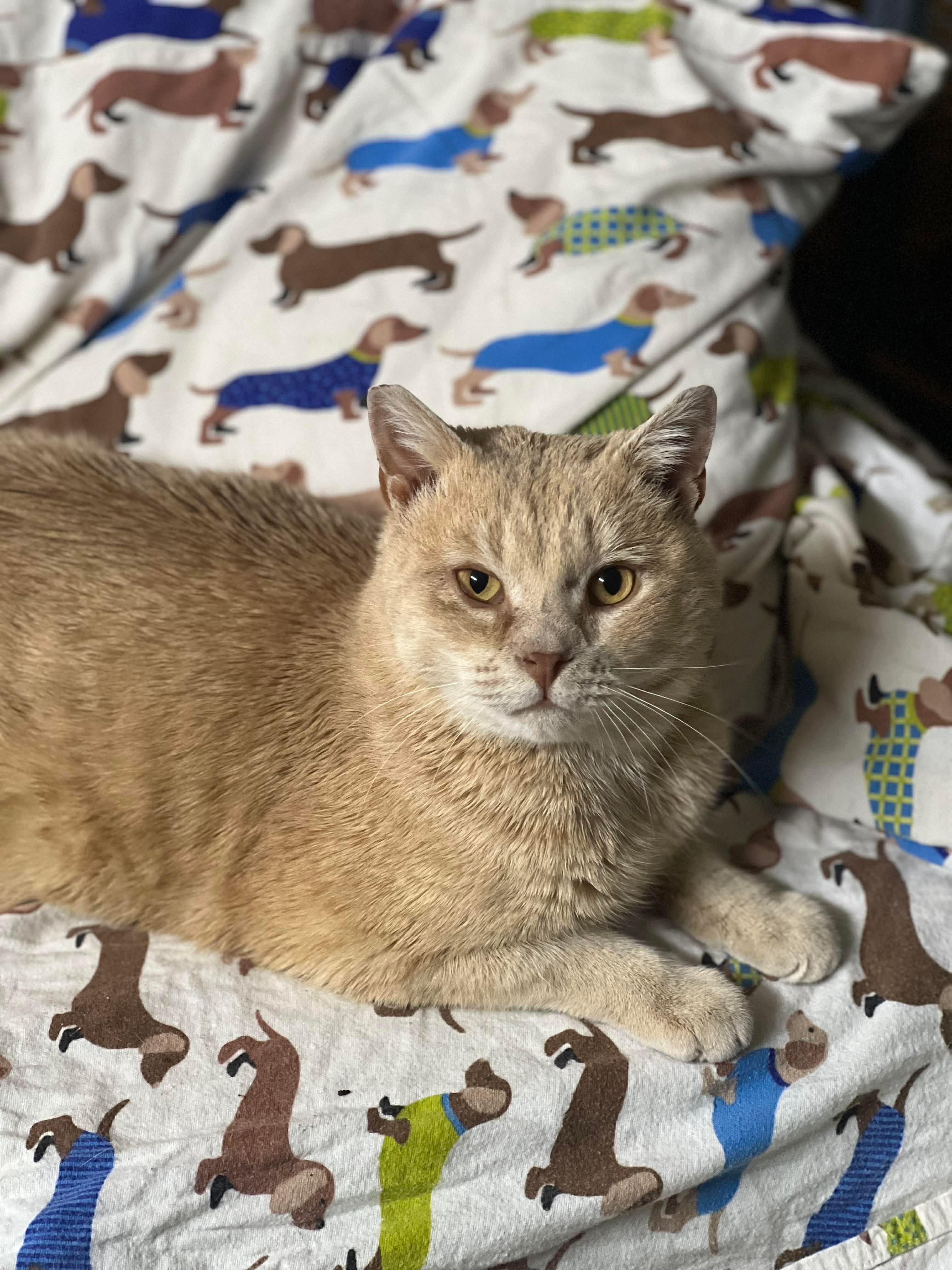 Enlarge Big Joe, an adopted mixed breed in Springfield, MA image 5/6