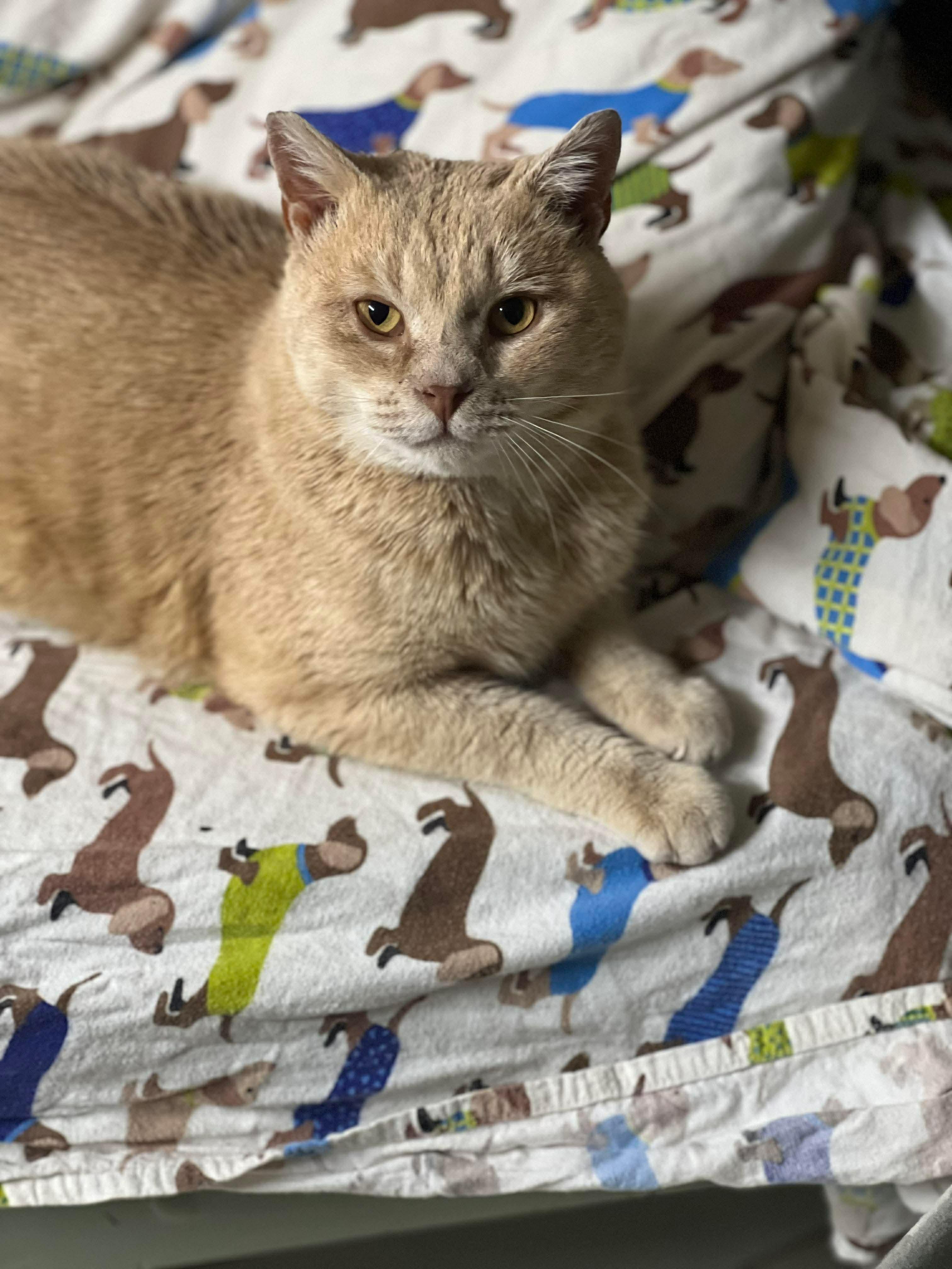 Enlarge Big Joe, an adopted mixed breed in Springfield, MA image 3/6