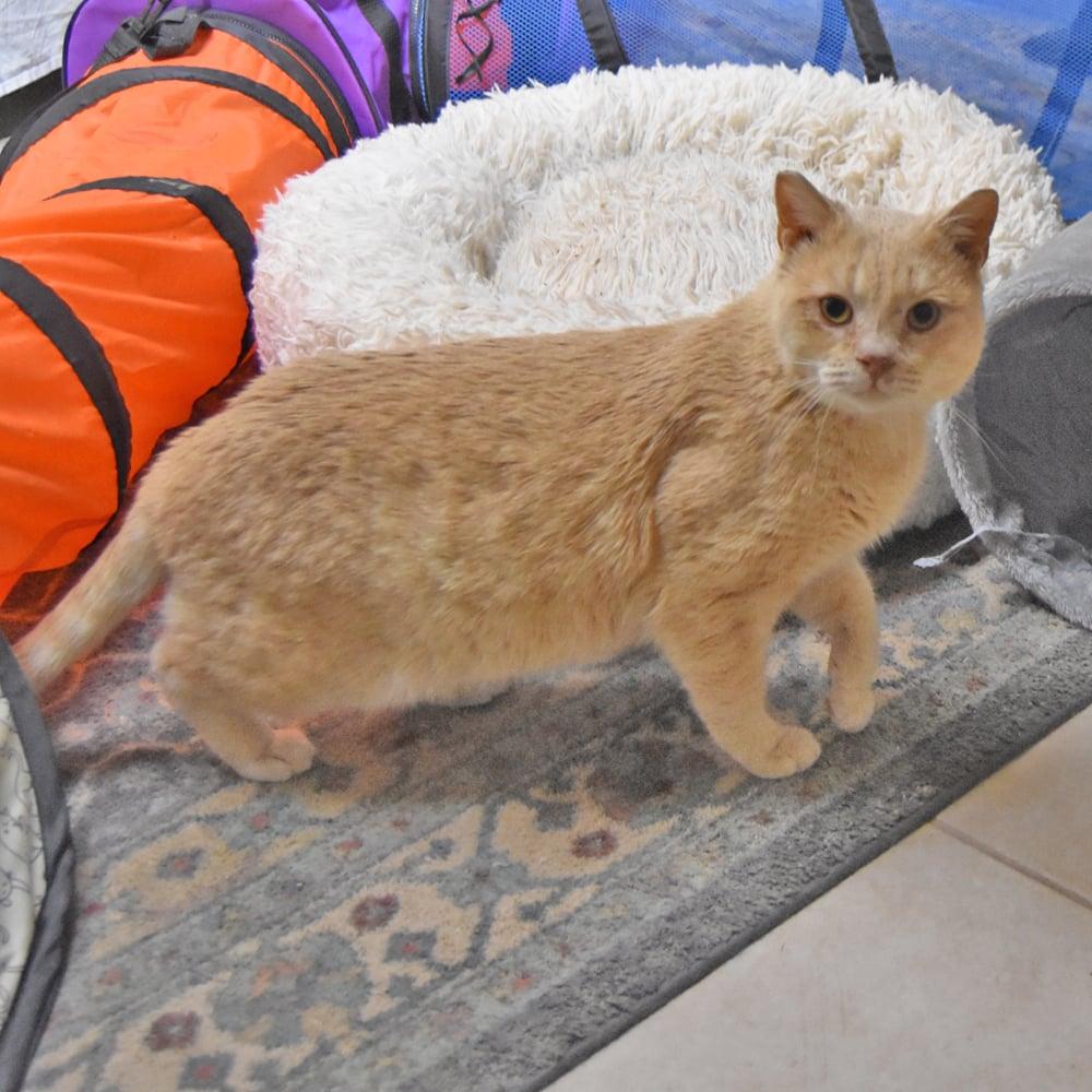 Enlarge Big Joe, an adopted mixed breed in Springfield, MA image 6/6