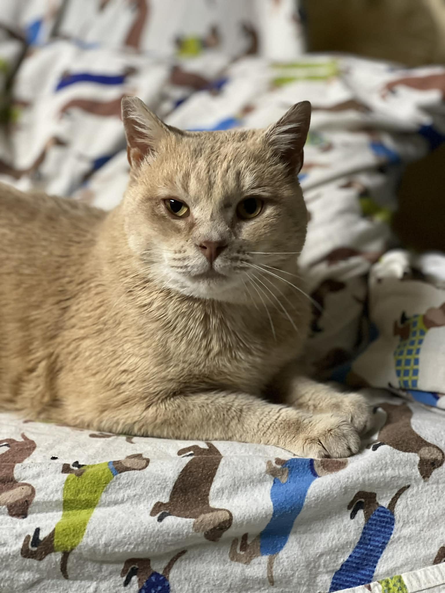 Enlarge Big Joe, an adopted mixed breed in Springfield, MA image 2/6