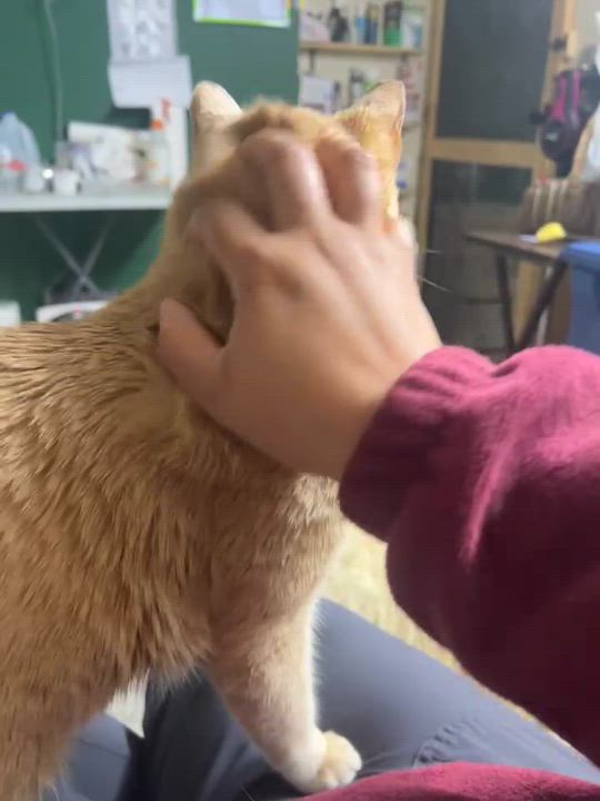 Enlarge Big Joe, an adopted mixed breed in Springfield, MA video 4/6