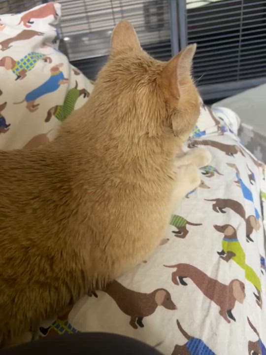 Enlarge Big Joe, an adopted mixed breed in Springfield, MA video 1/6