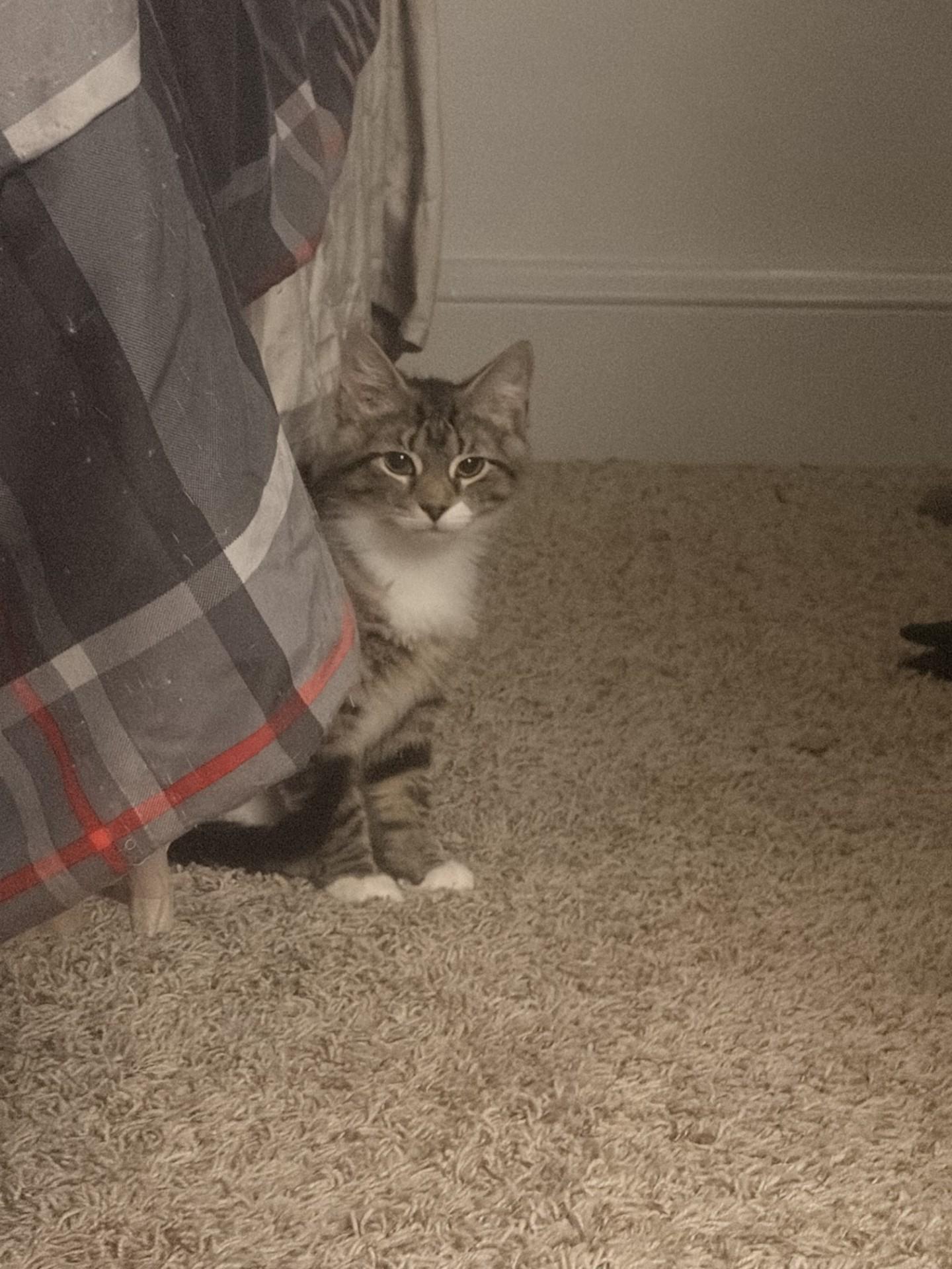 Enlarge The "Bug" Kittens, a ADOPTABLE Domestic Short Hair in Ambler, PA image 2/6