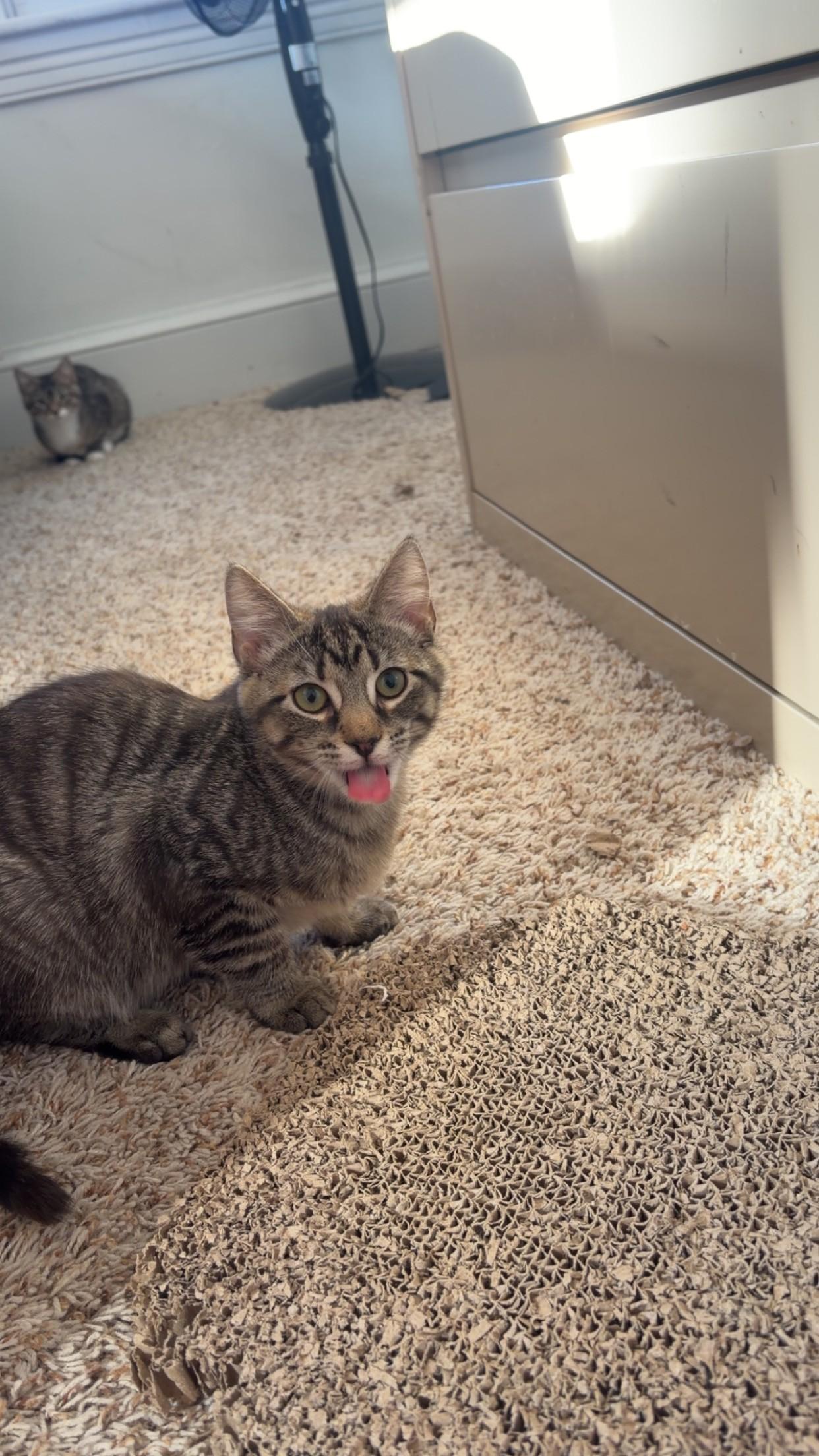 Enlarge The "Bug" Kittens, a ADOPTABLE Domestic Short Hair in Ambler, PA image 5/6