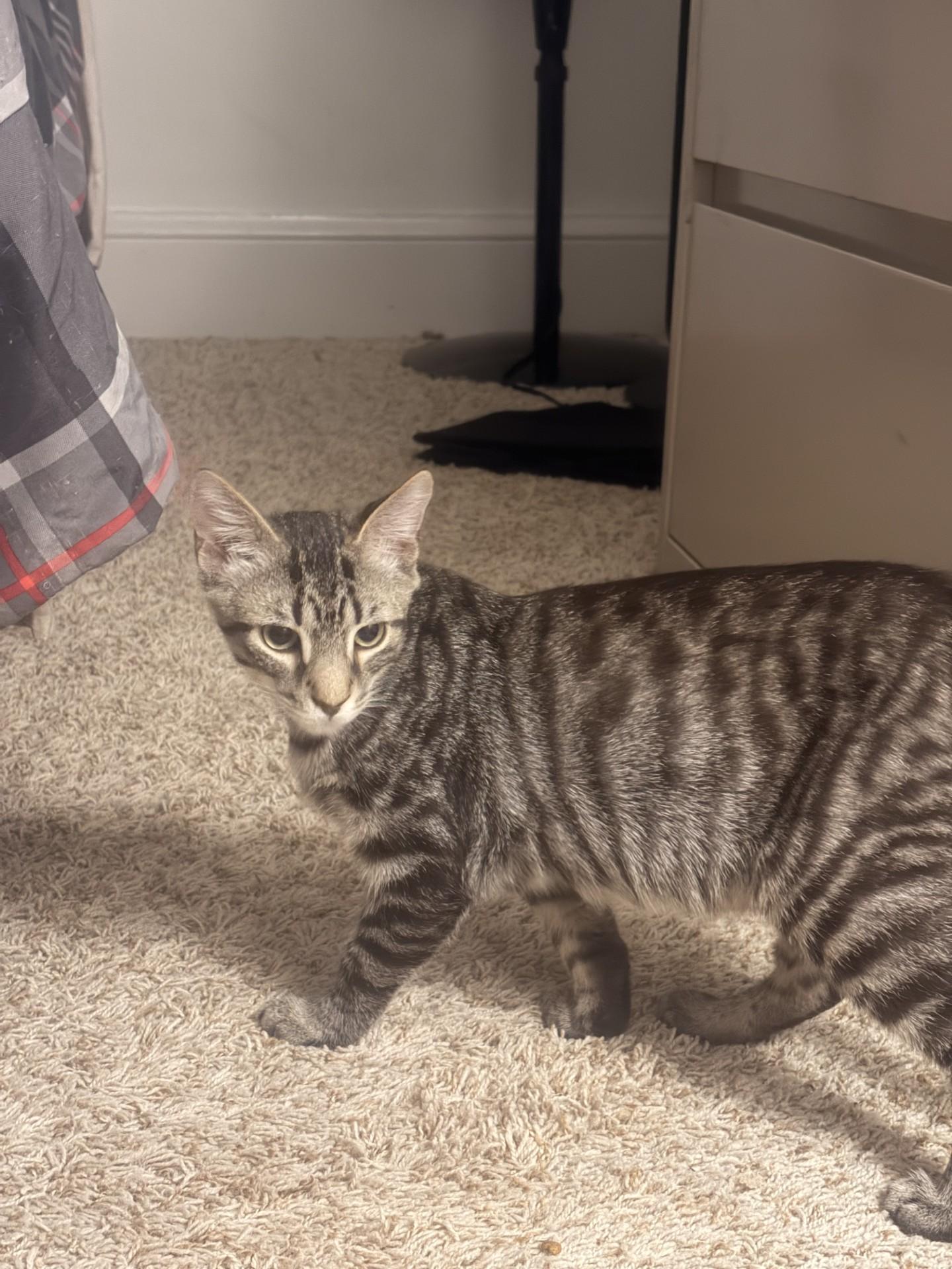 Enlarge The "Bug" Kittens, a ADOPTABLE Domestic Short Hair in Ambler, PA image 3/6