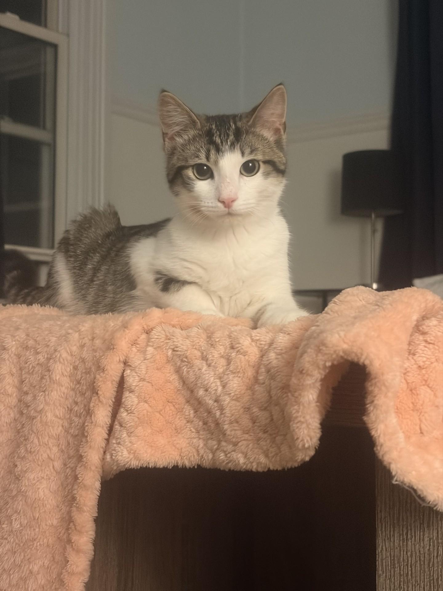 Enlarge The "Bug" Kittens, a ADOPTABLE Domestic Short Hair in Ambler, PA image 1/6