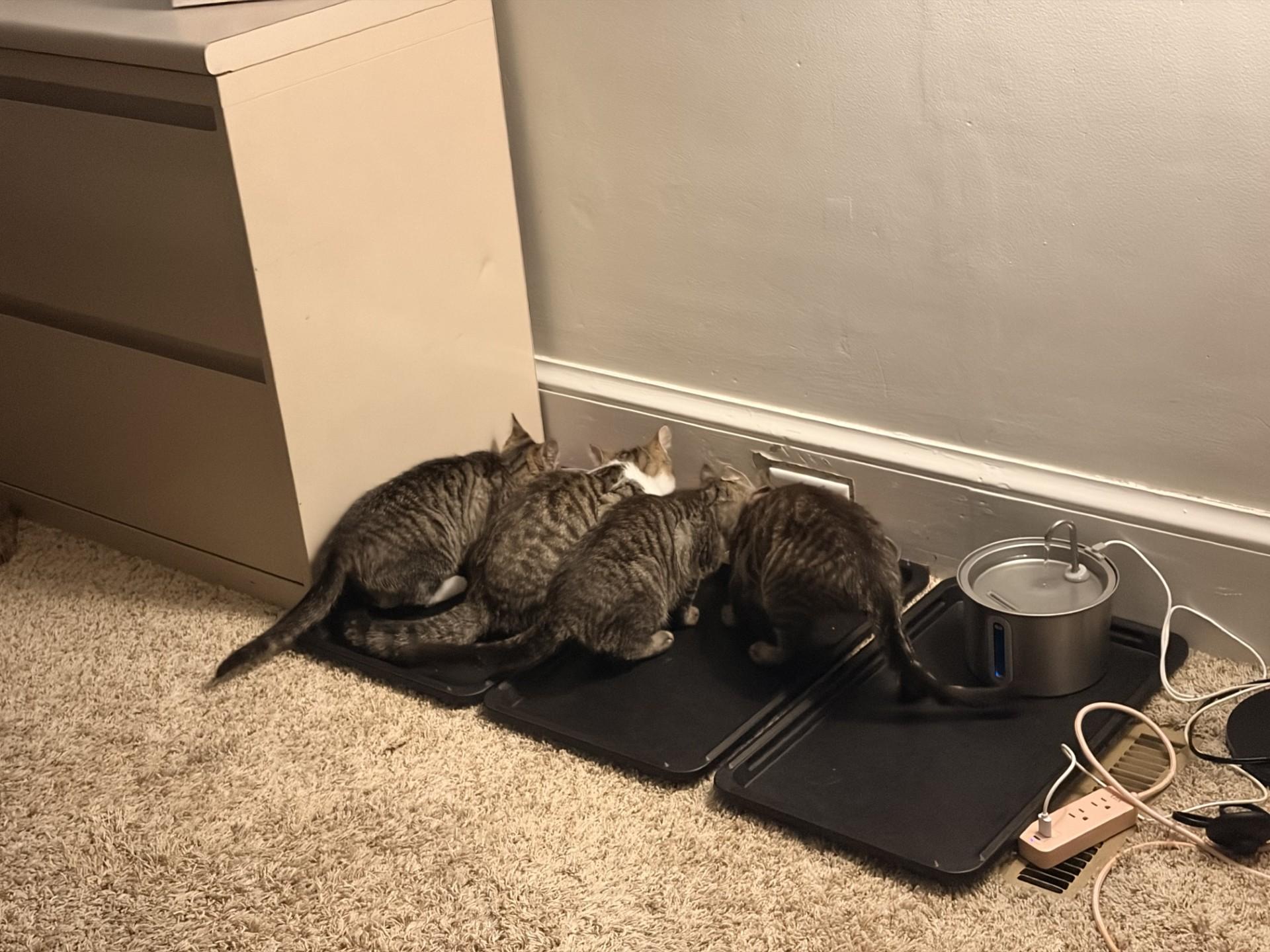 Enlarge The "Bug" Kittens, a ADOPTABLE Domestic Short Hair in Ambler, PA image 4/6