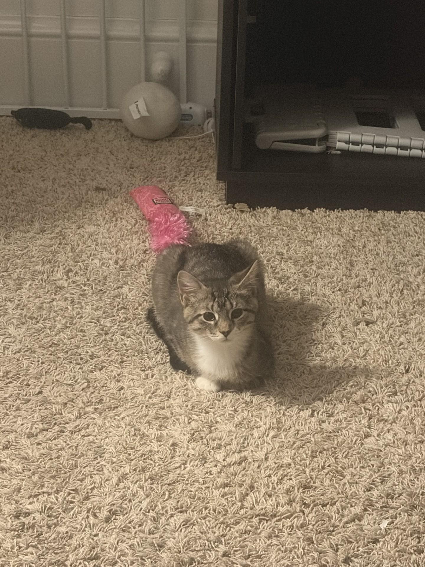 Enlarge The "Bug" Kittens, a ADOPTABLE Domestic Short Hair in Ambler, PA image 6/6