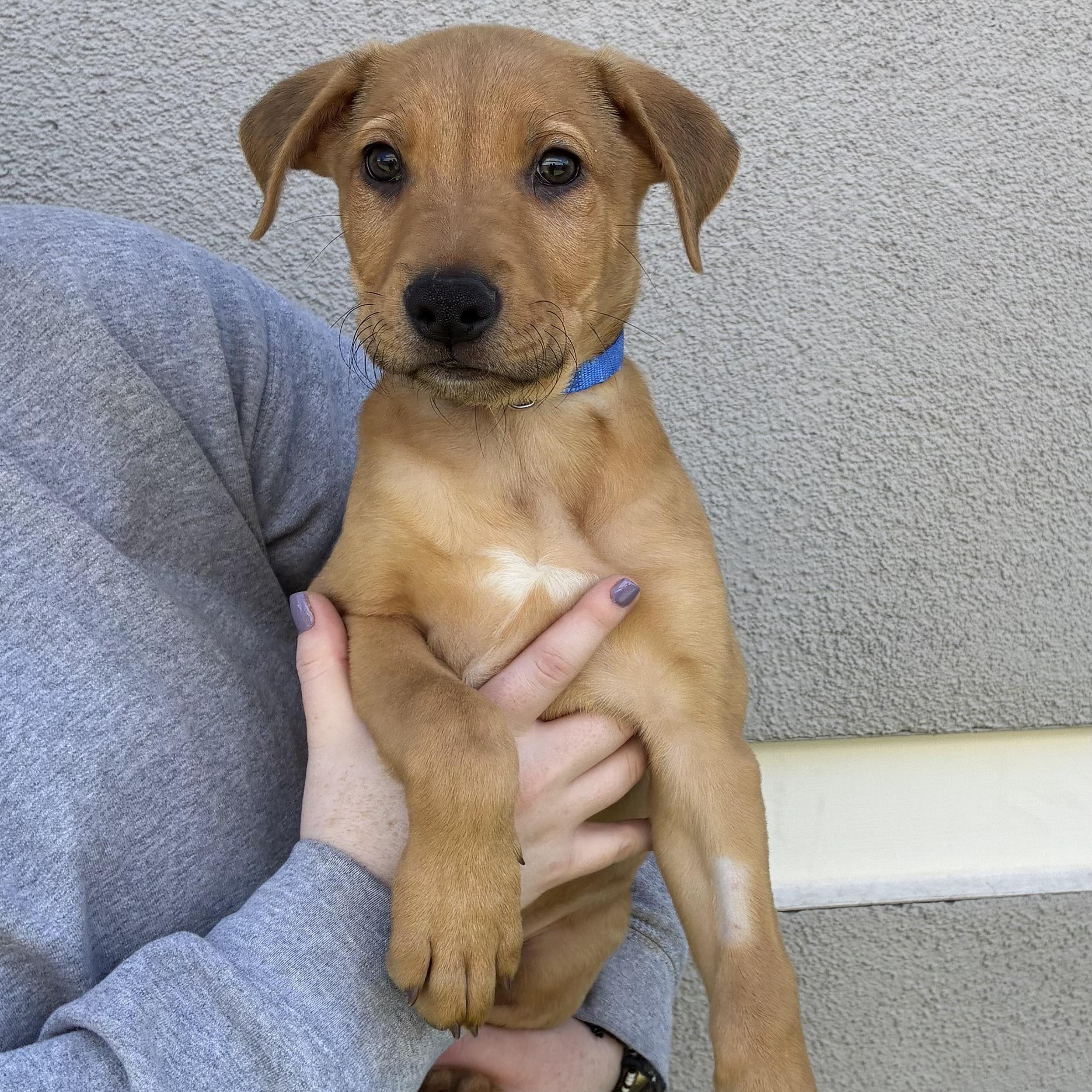 McNabb, Adoptable, Puppy Male Mixed Breed.