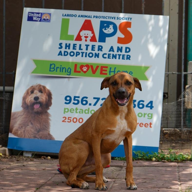 Jimmy, Adoptable, Adult Male German Shorthaired Pointer.