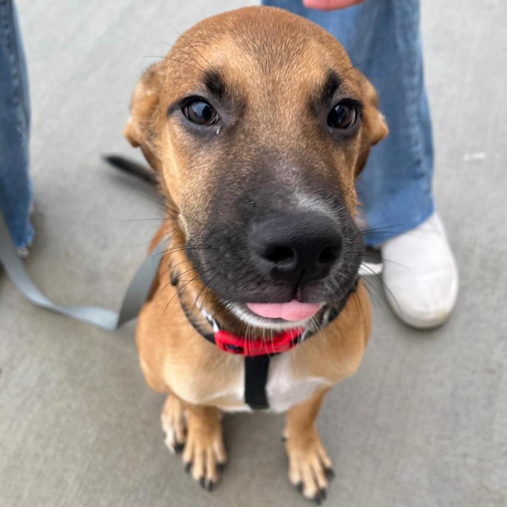 Jimmy, a Adoptable mixed breed in Laredo, TX image 2/6