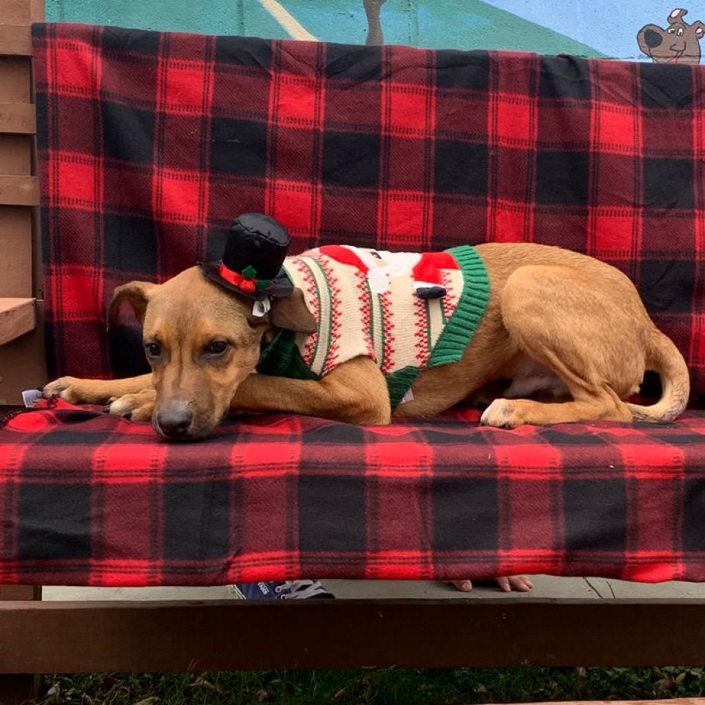 Jimmy, a Adoptable mixed breed in Laredo, TX image 4/6