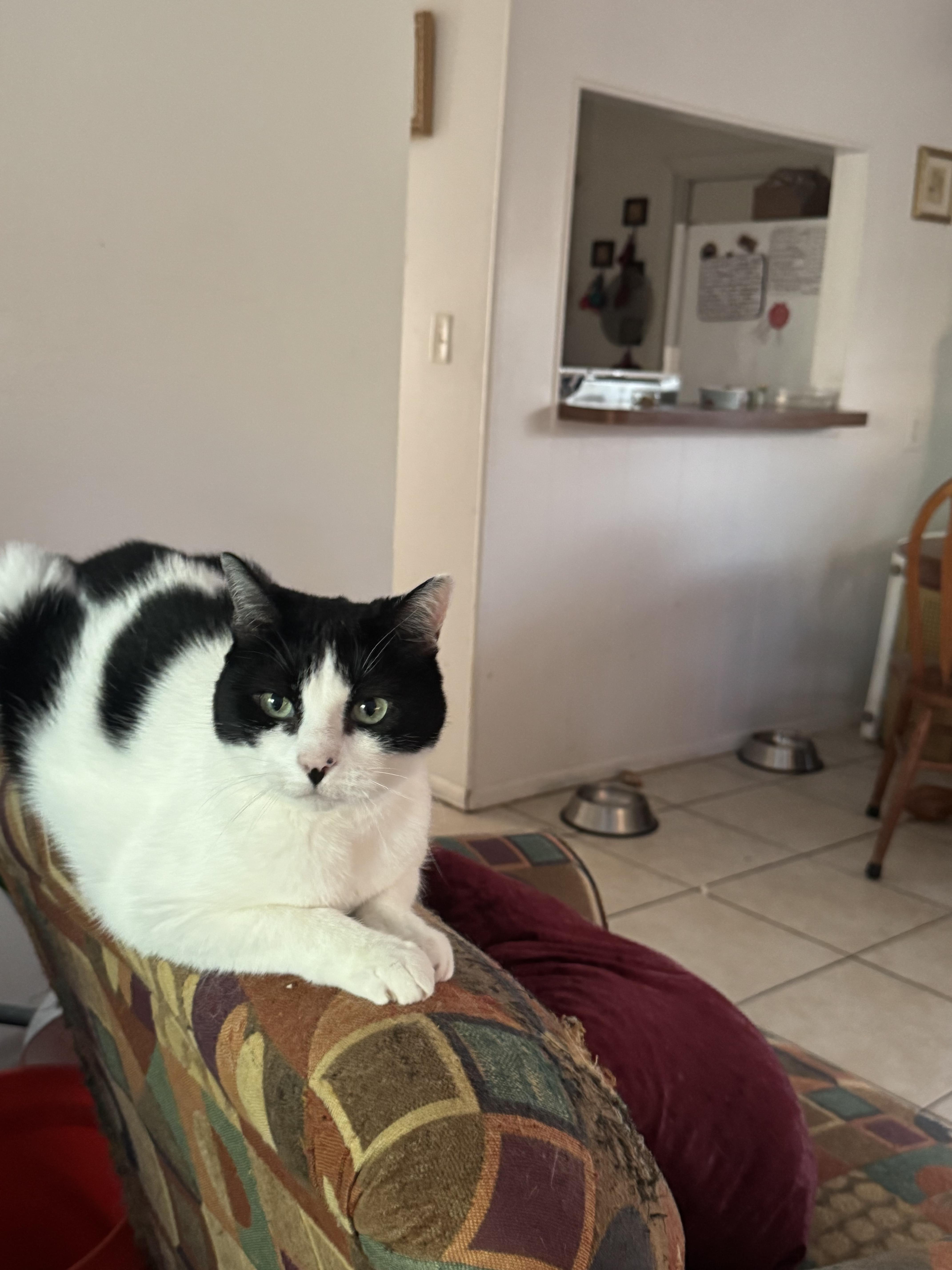 Trixie (mom dying cancer) *video PURR machine