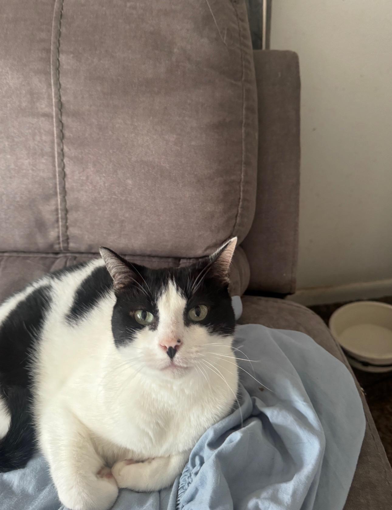 Trixie (mom dying cancer) *video PURR machine