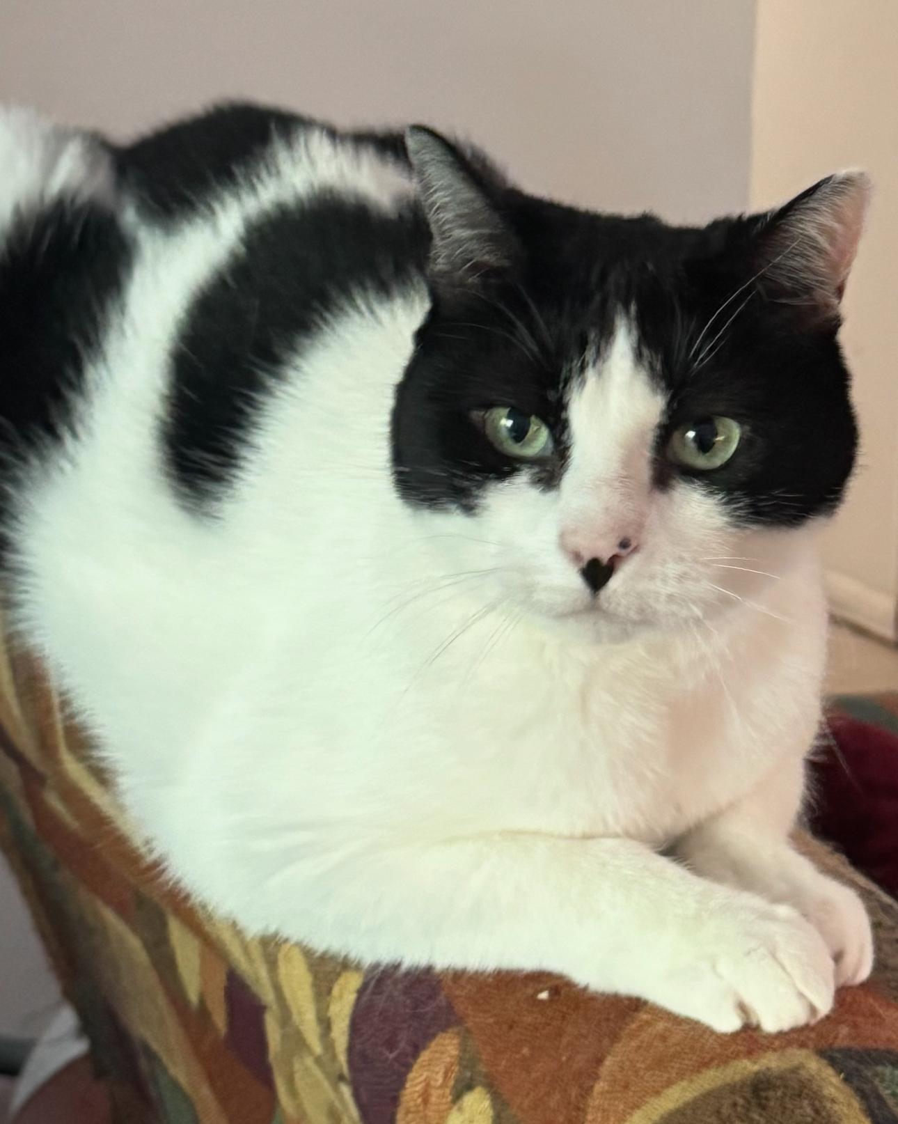 Trixie (mom dying cancer) *video PURR machine