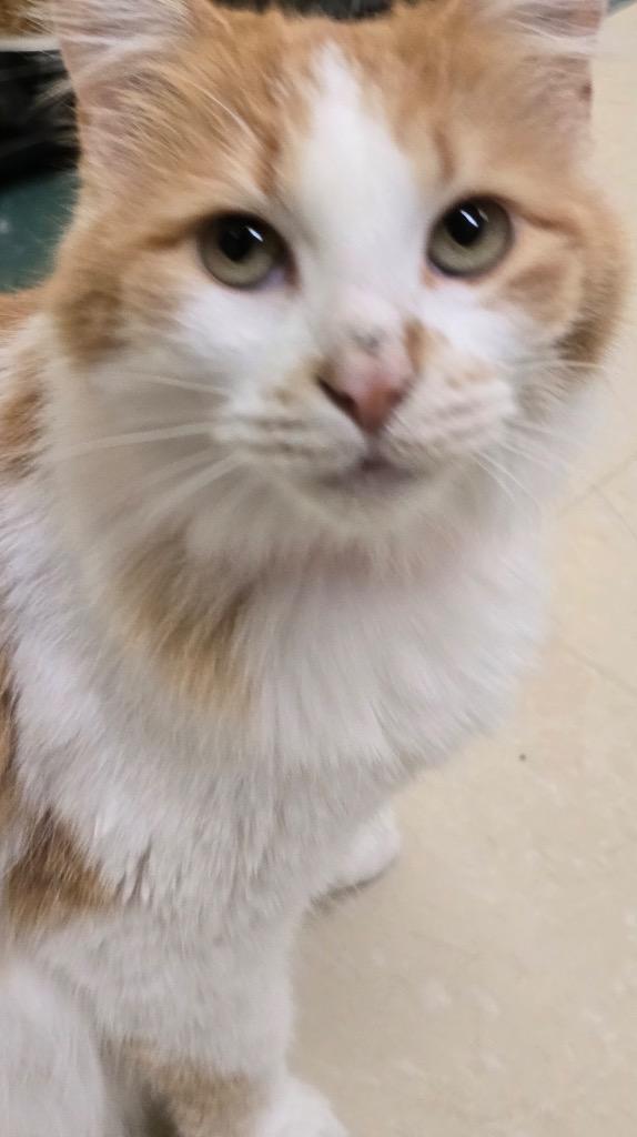 MARIA, Adopted, Young Female Domestic Long Hair.