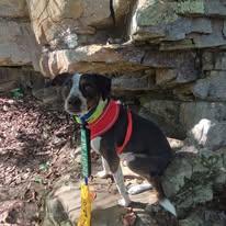 Enlarge Pepper, a Adoptable Mixed Breed in Sweetwater, TN image 1/4