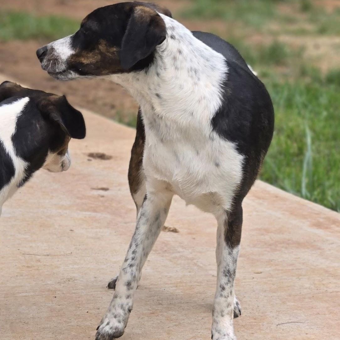 Enlarge Pepper, a Adoptable Mixed Breed in Sweetwater, TN image 1/1