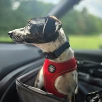 Enlarge Pepper, a Adoptable Mixed Breed in Sweetwater, TN image 3/4