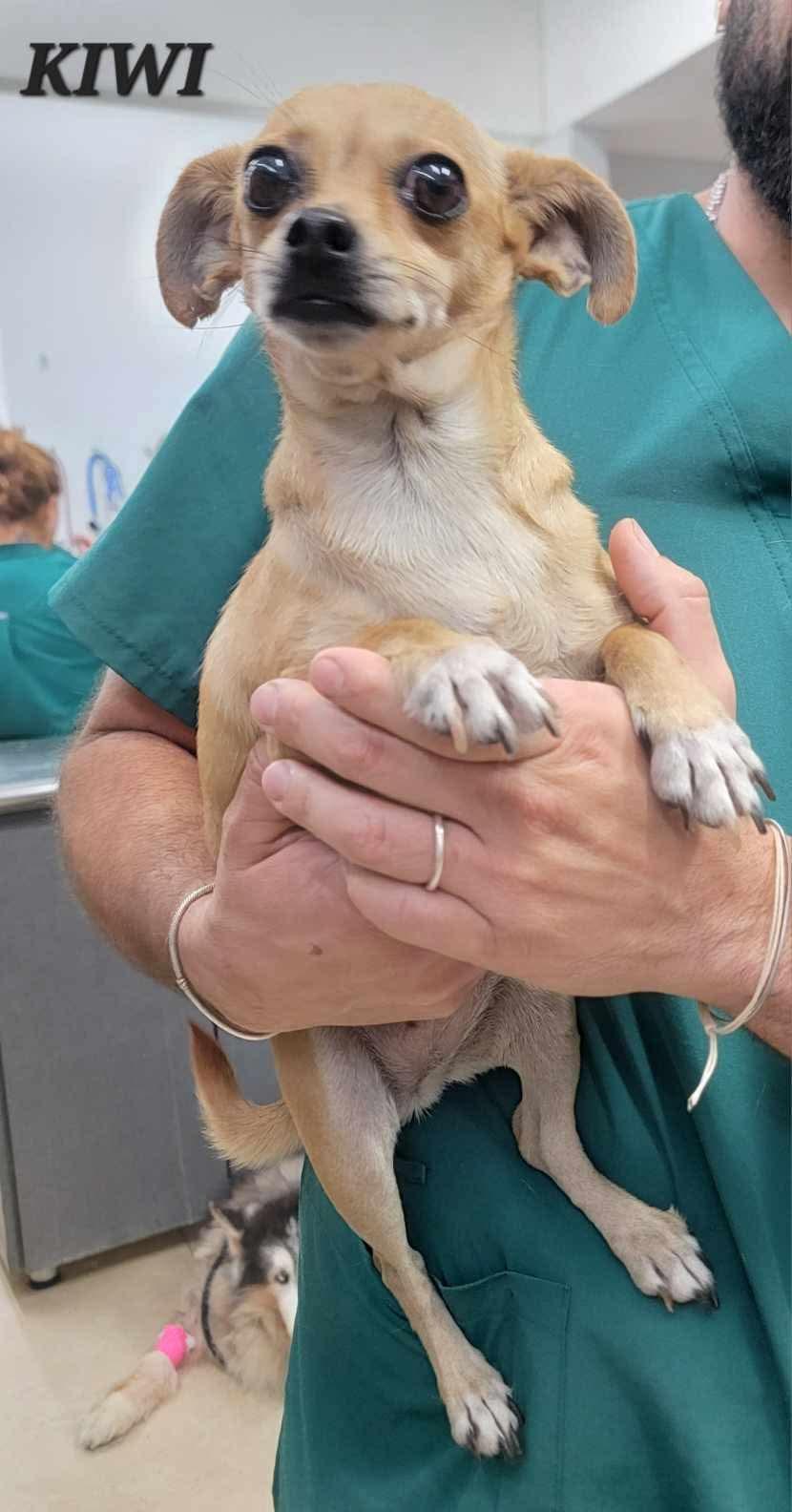 KIWI, adopted, Adult Female Chihuahua.