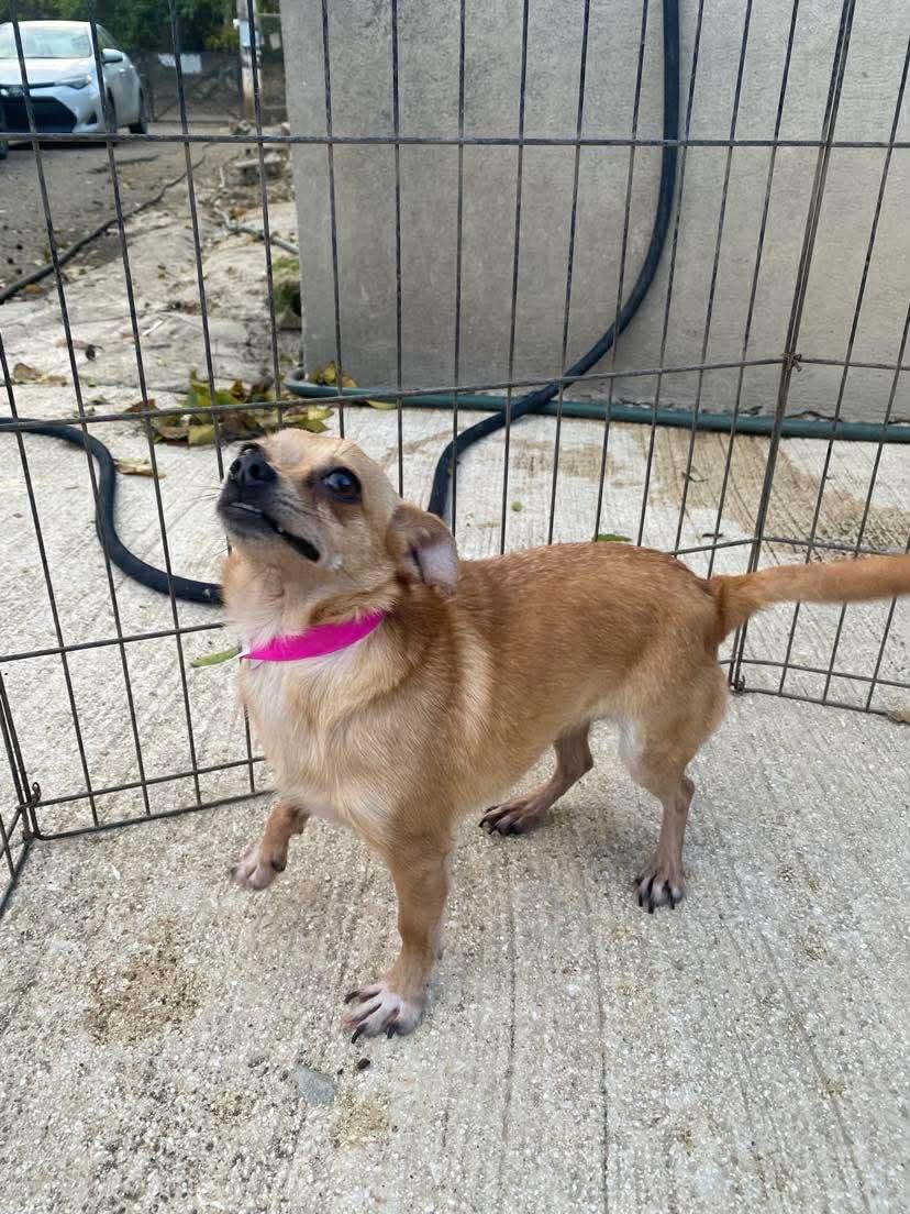 Enlarge KIWI, an adopted Chihuahua in Villalba, PR image 3/3