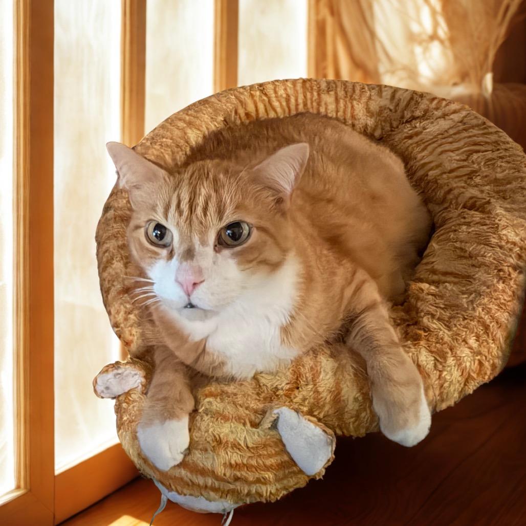 Finn, Adopted, Senior Male Domestic Medium Hair.