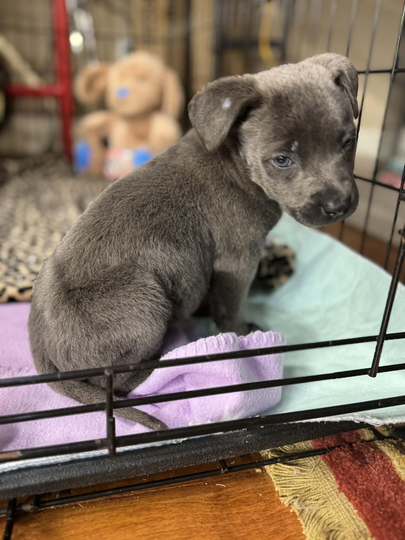 Callie, an adopted Mixed Breed in Memphis , TN image 2/5