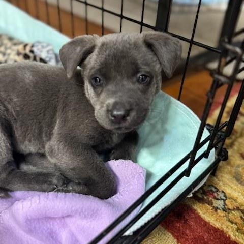 Callie, an adopted Mixed Breed in Memphis , TN image 1/5