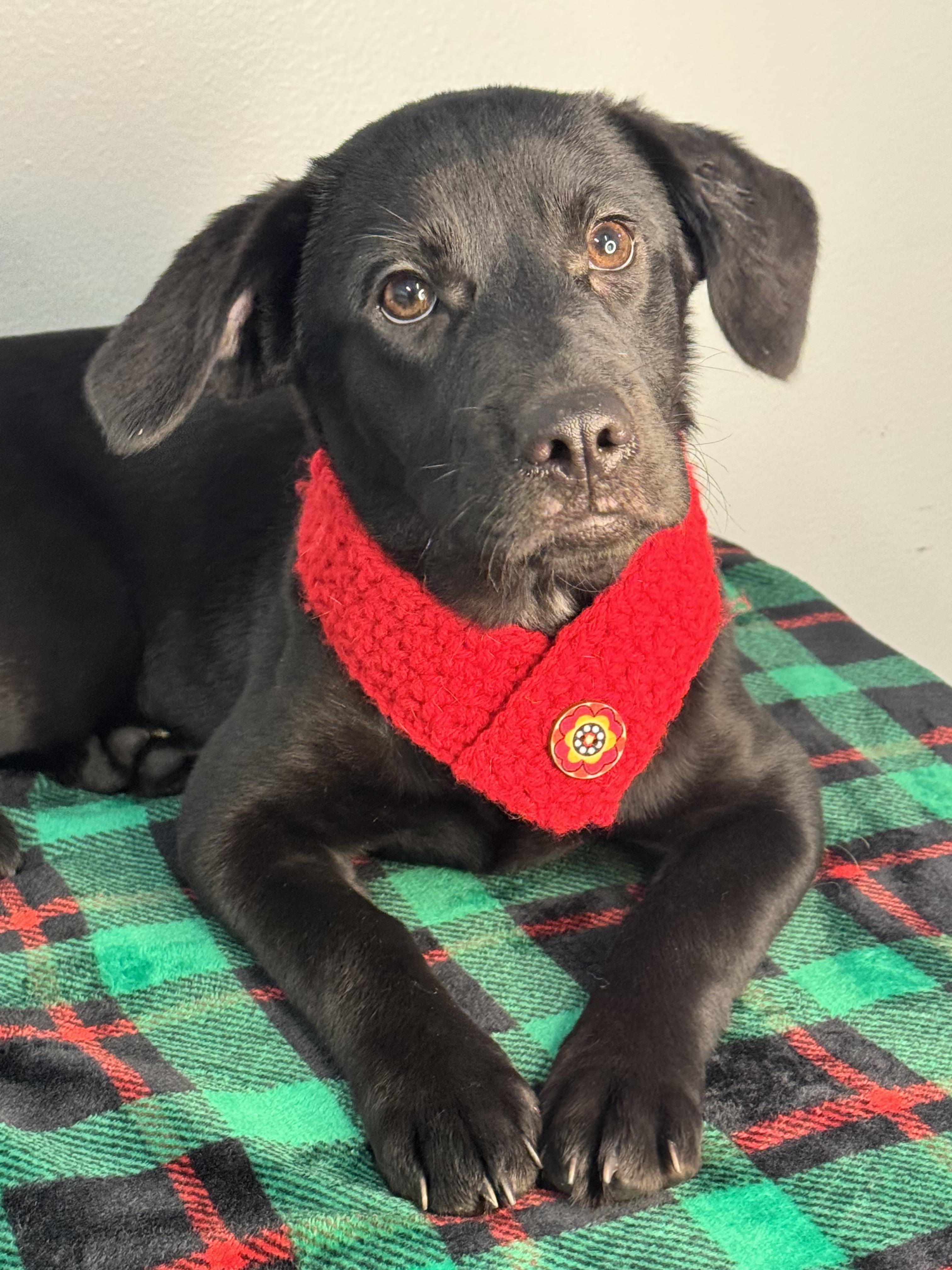 Enlarge Olive, a Adoptable mixed breed in Richmond, VA image 5/6