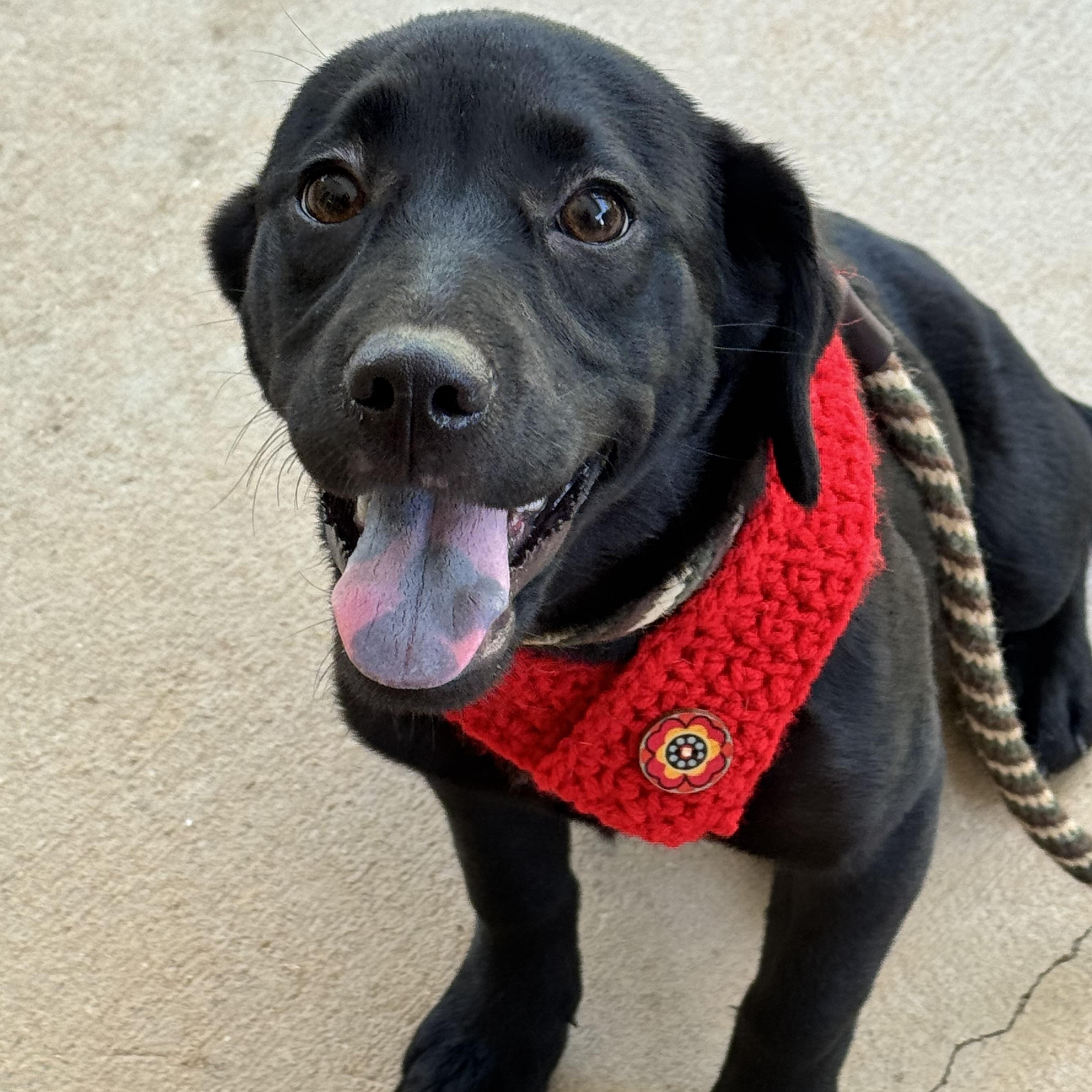 Enlarge Olive, a Adoptable mixed breed in Richmond, VA image 3/6