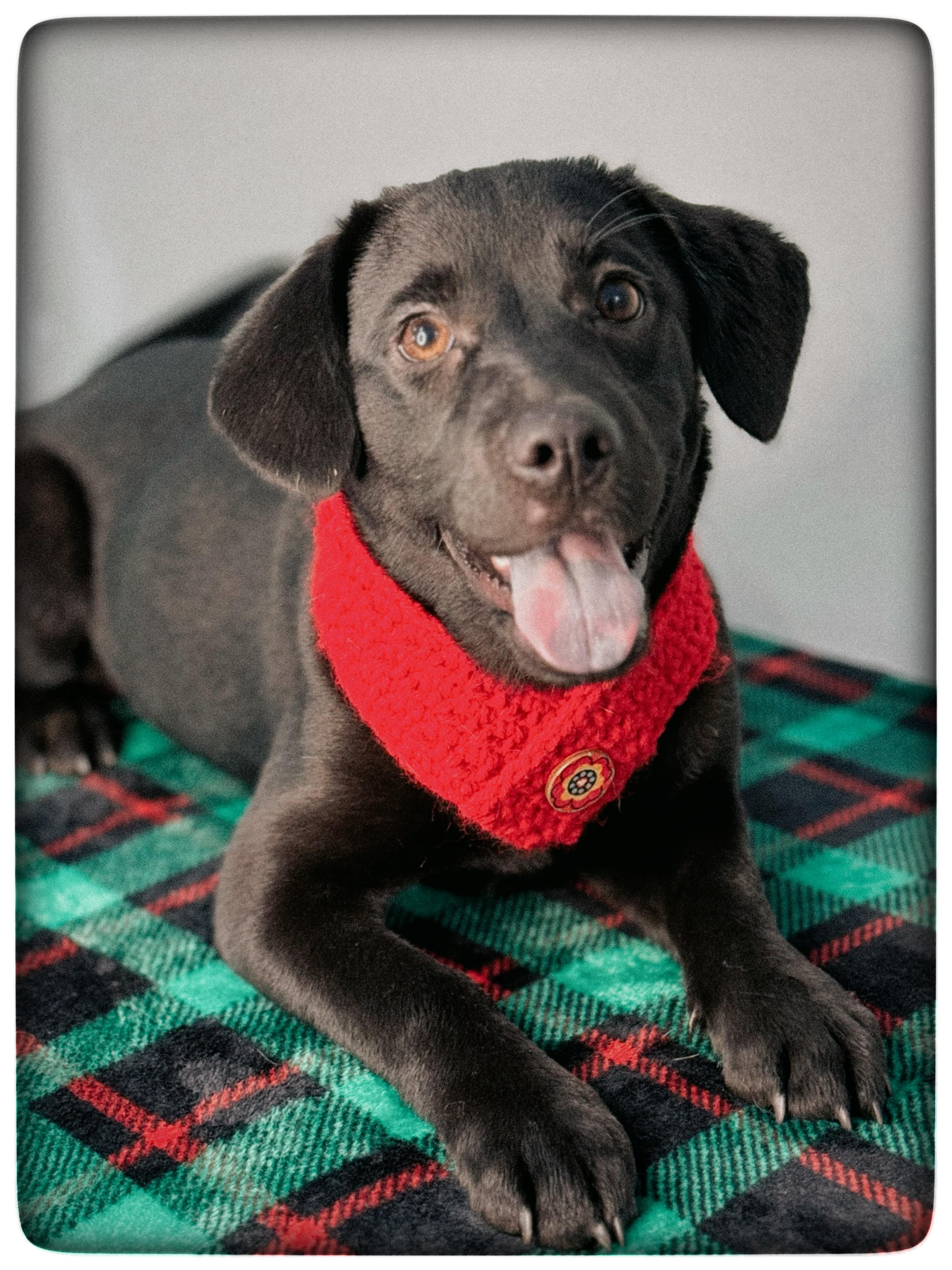 Enlarge Olive, a Adoptable mixed breed in Richmond, VA image 2/6