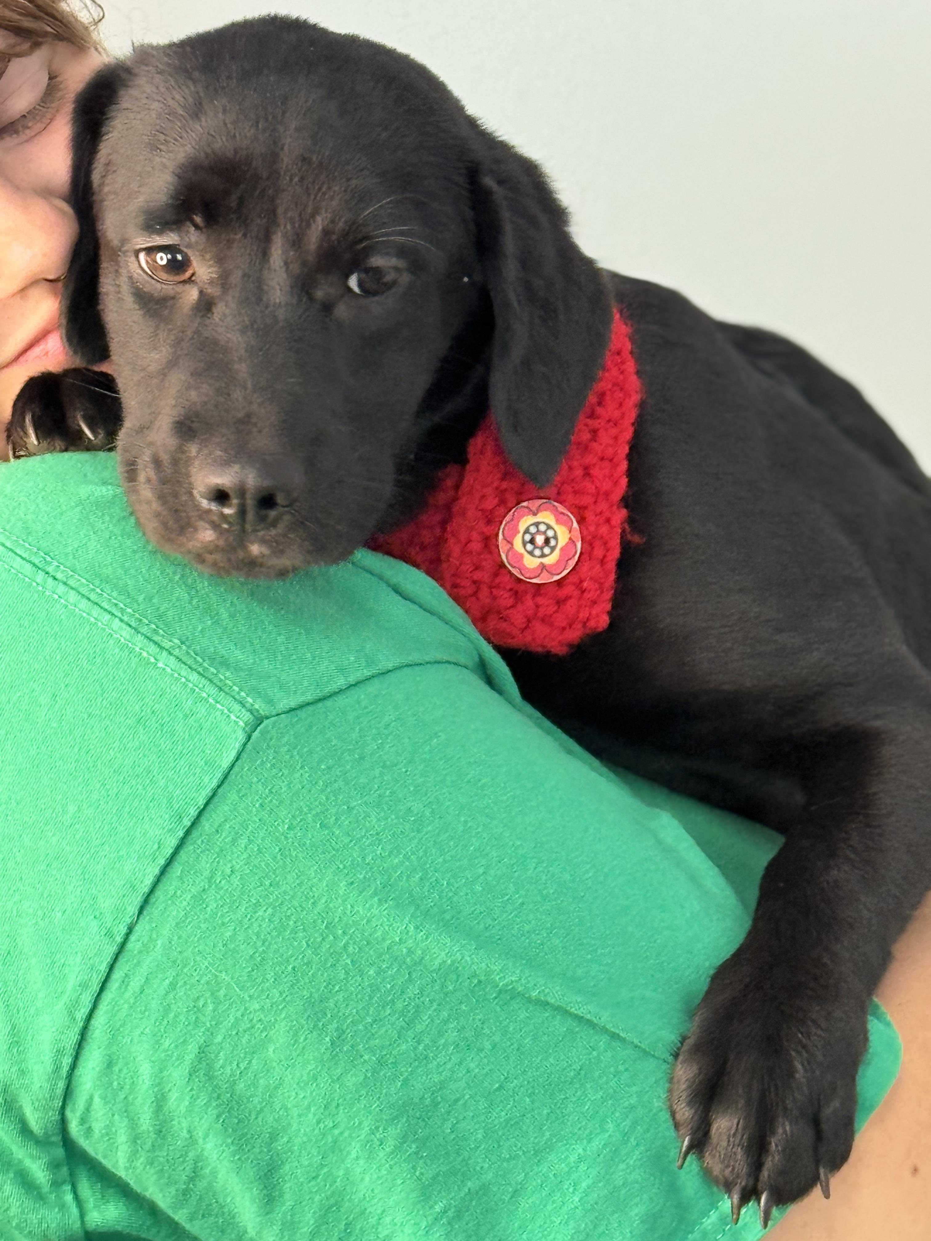 Enlarge Olive, a Adoptable mixed breed in Richmond, VA image 6/6