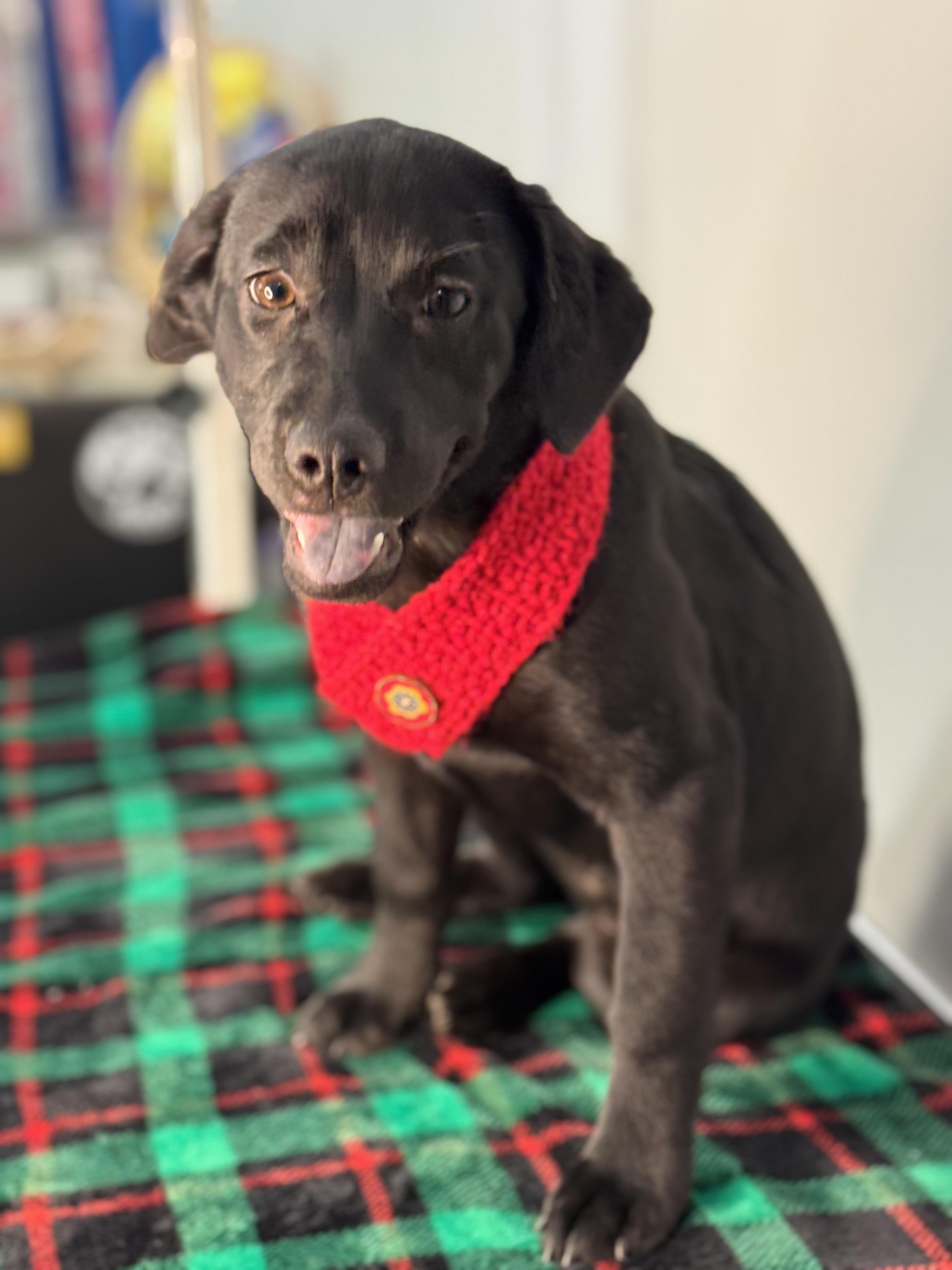 Enlarge Olive, a Adoptable mixed breed in Richmond, VA image 4/6