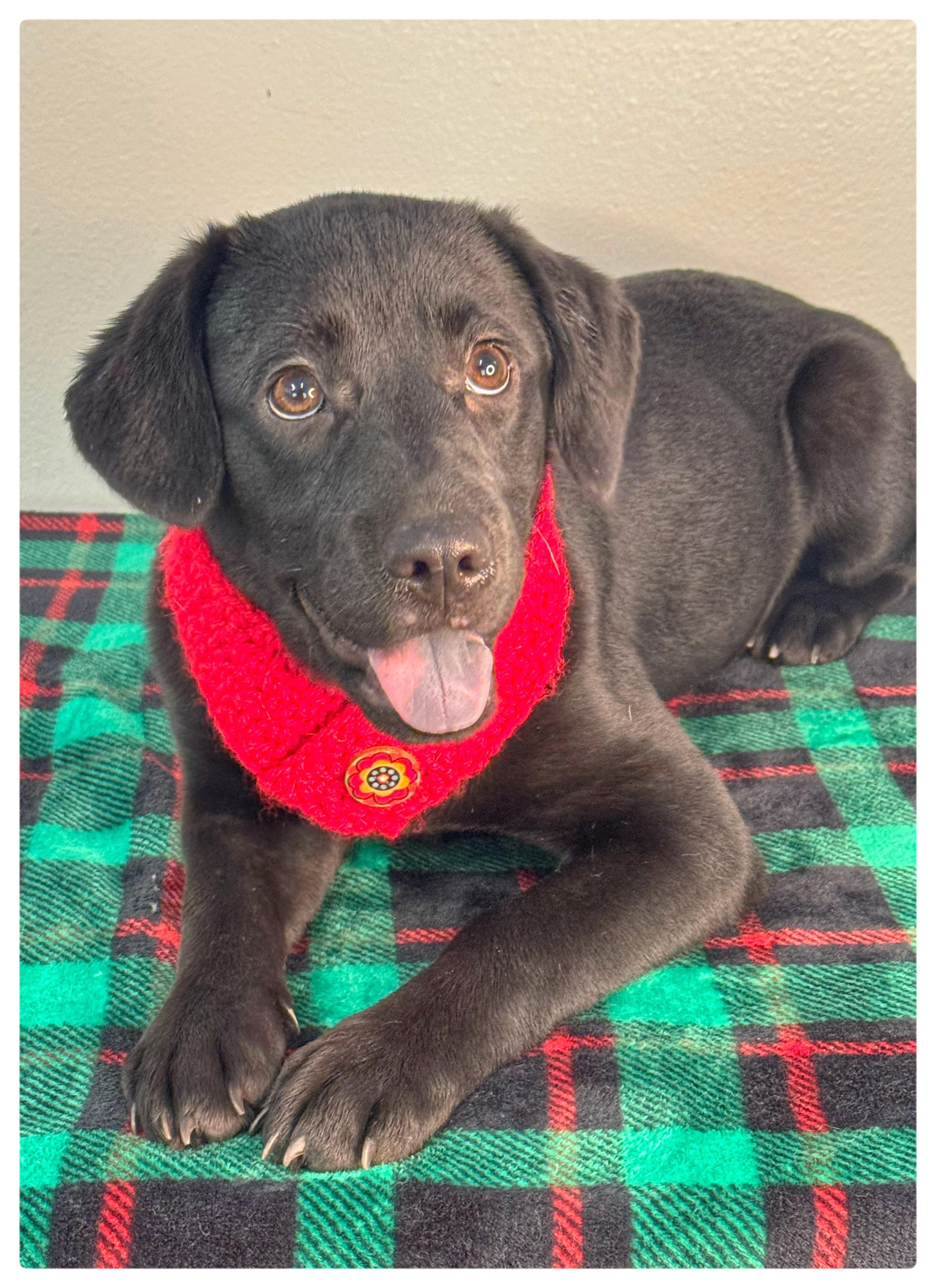Olive, Adoptable, Young Female Labrador Retriever.