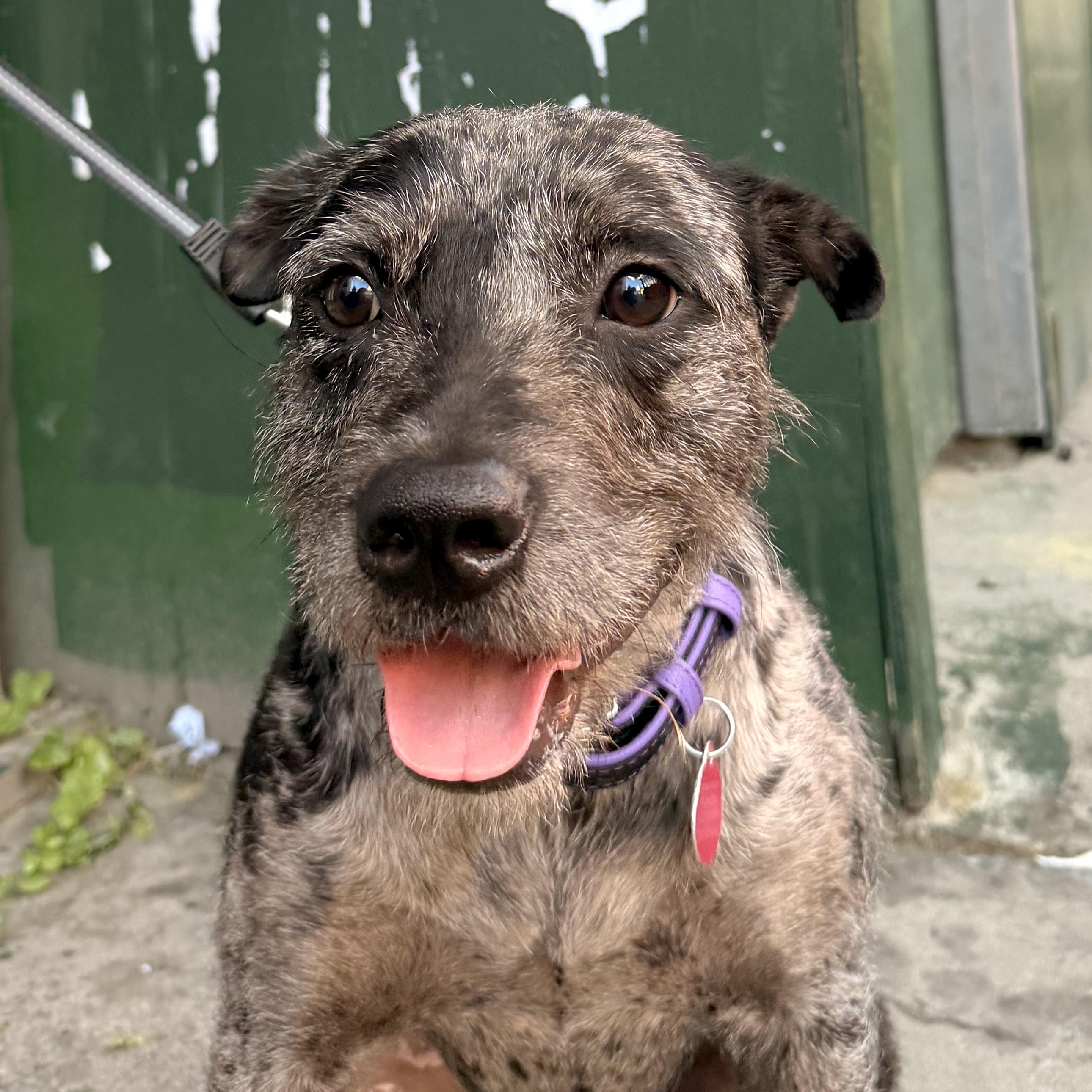 Adonis, a Adoptable mixed breed in Brooklyn, NY image 1/6