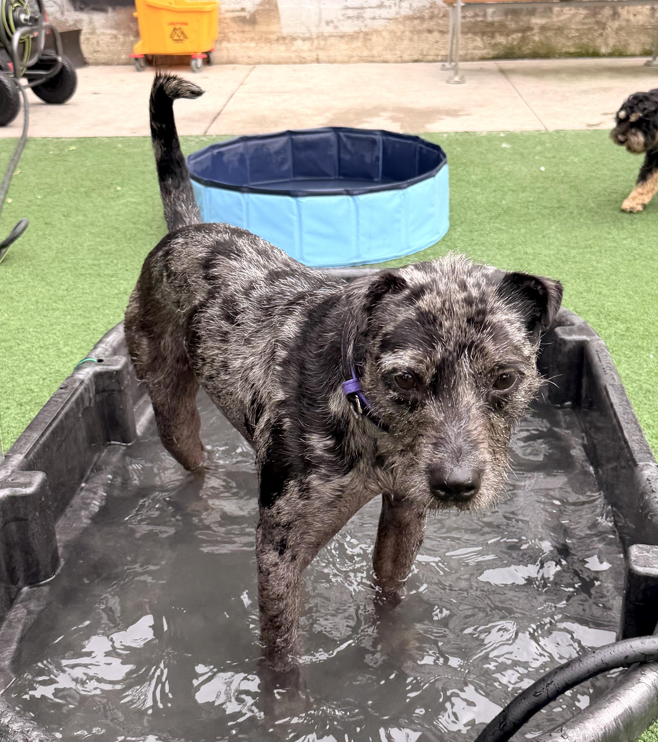 Adonis, a Adoptable mixed breed in Brooklyn, NY image 3/6