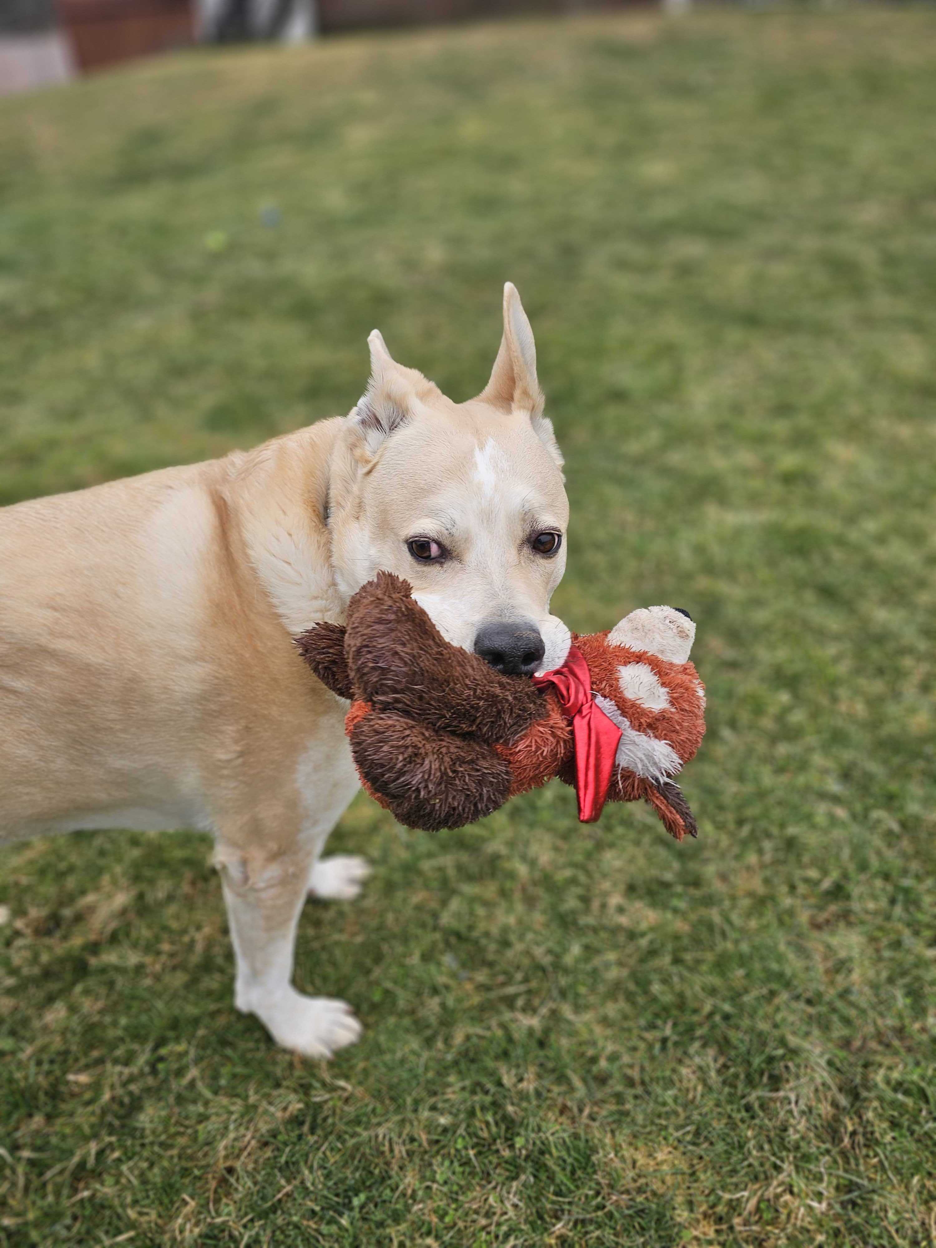 Enlarge Mack, a Adoptable mixed breed in Montrose, PA image 9/12