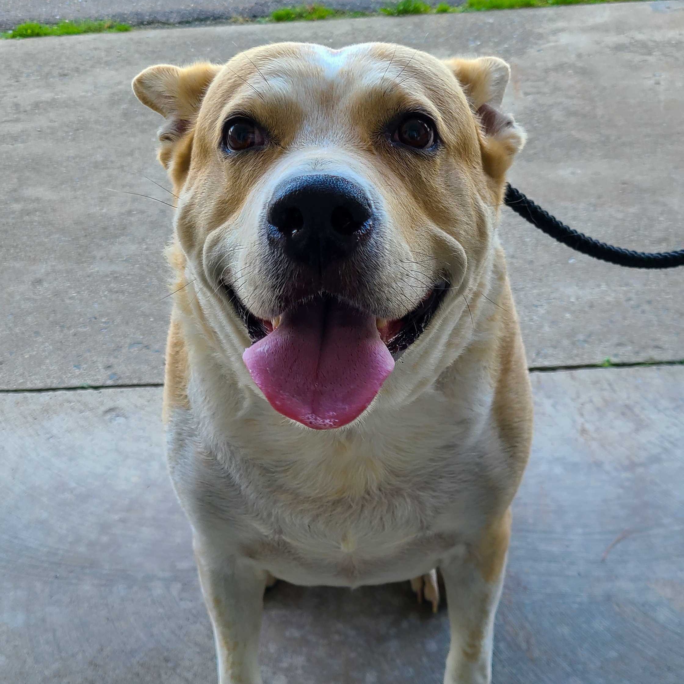 Enlarge Mack, a Adoptable mixed breed in Montrose, PA image 8/12