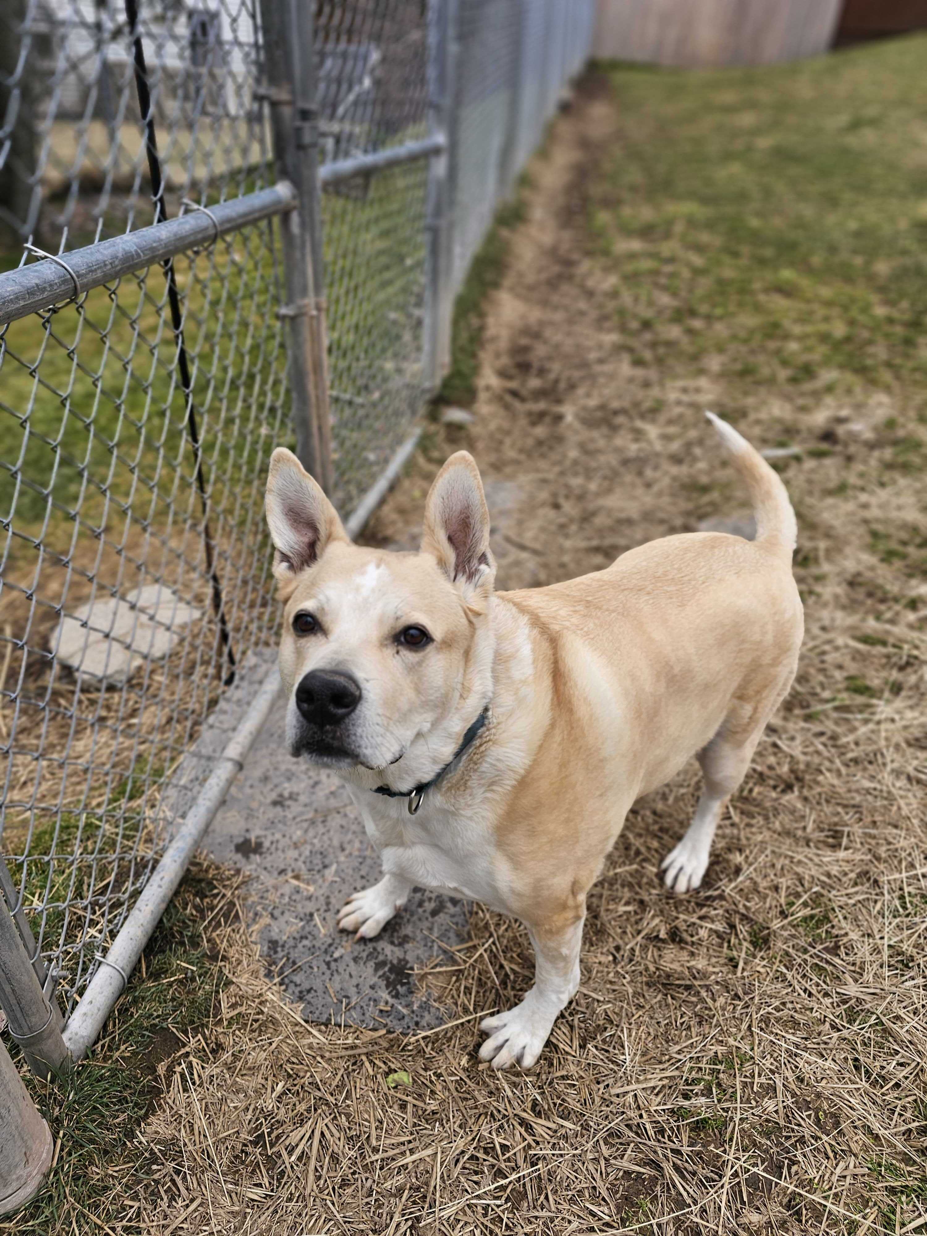 Enlarge Mack, a Adoptable mixed breed in Montrose, PA image 10/12