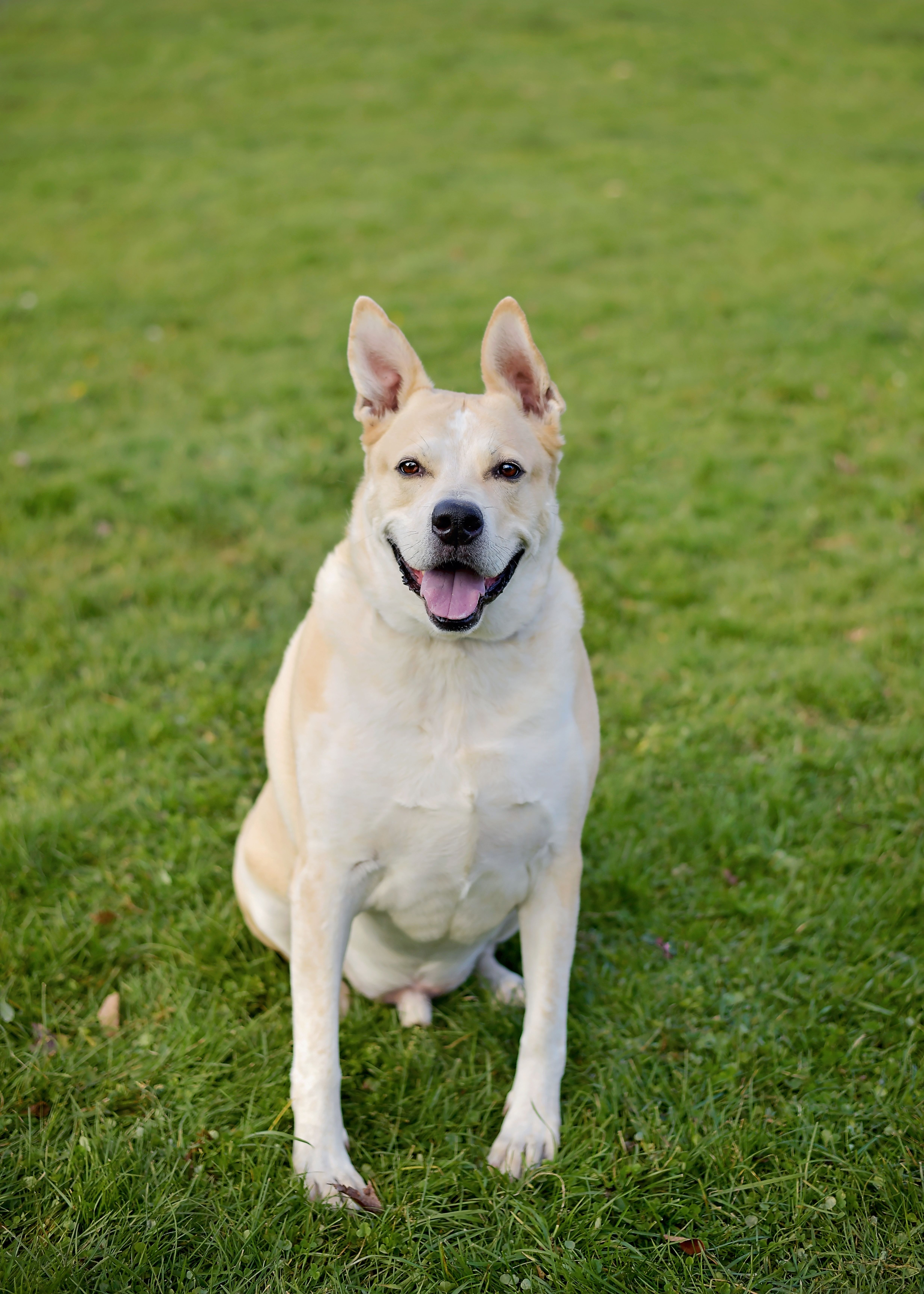 Enlarge Mack, a Adoptable mixed breed in Montrose, PA image 1/12
