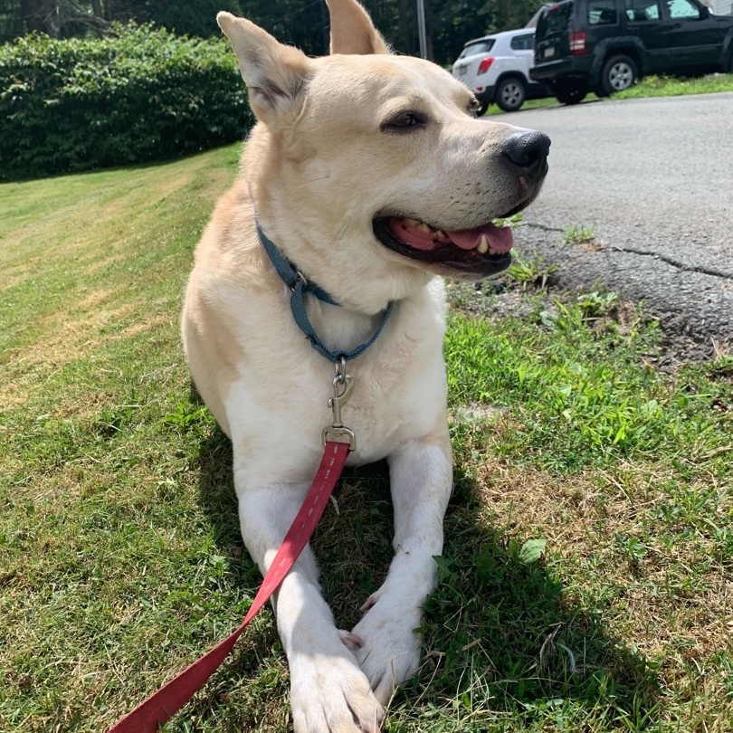 Enlarge Mack, a Adoptable mixed breed in Montrose, PA image 11/12