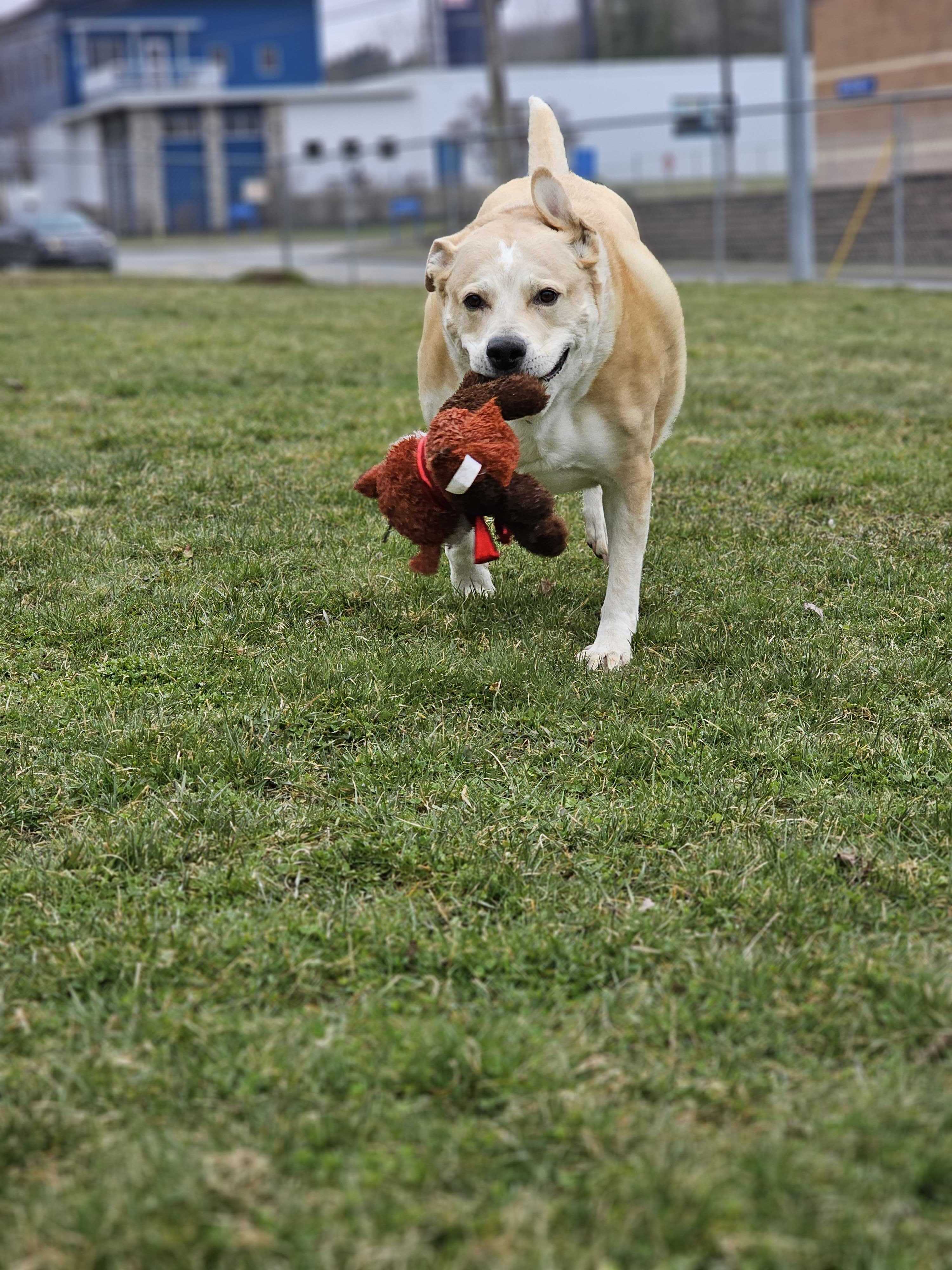 Enlarge Mack, a Adoptable mixed breed in Montrose, PA image 12/12